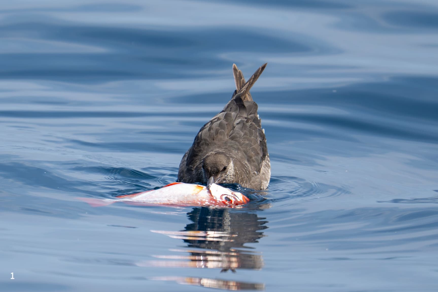 Pomarine skua with fish