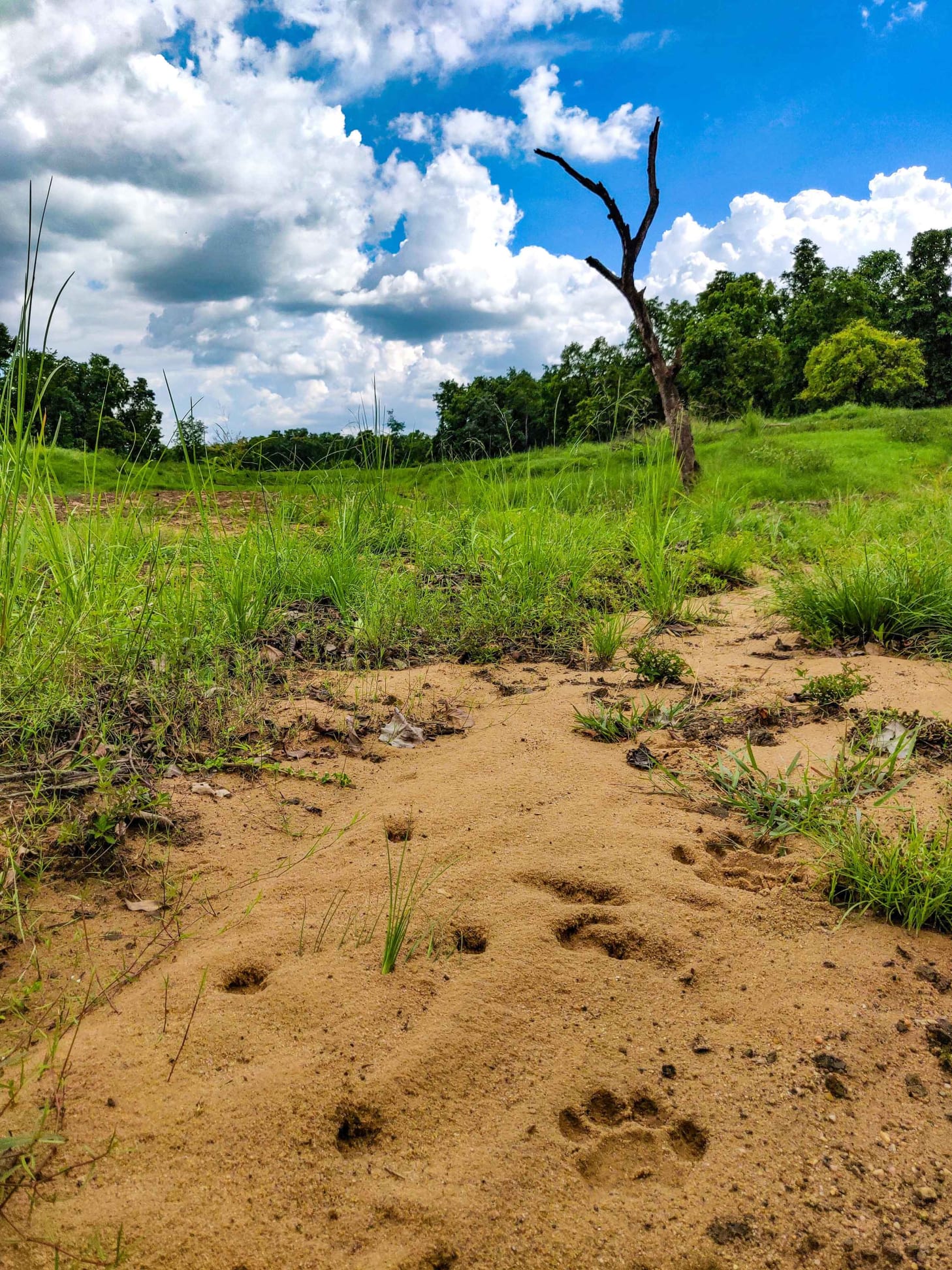 Tiger pugmarks