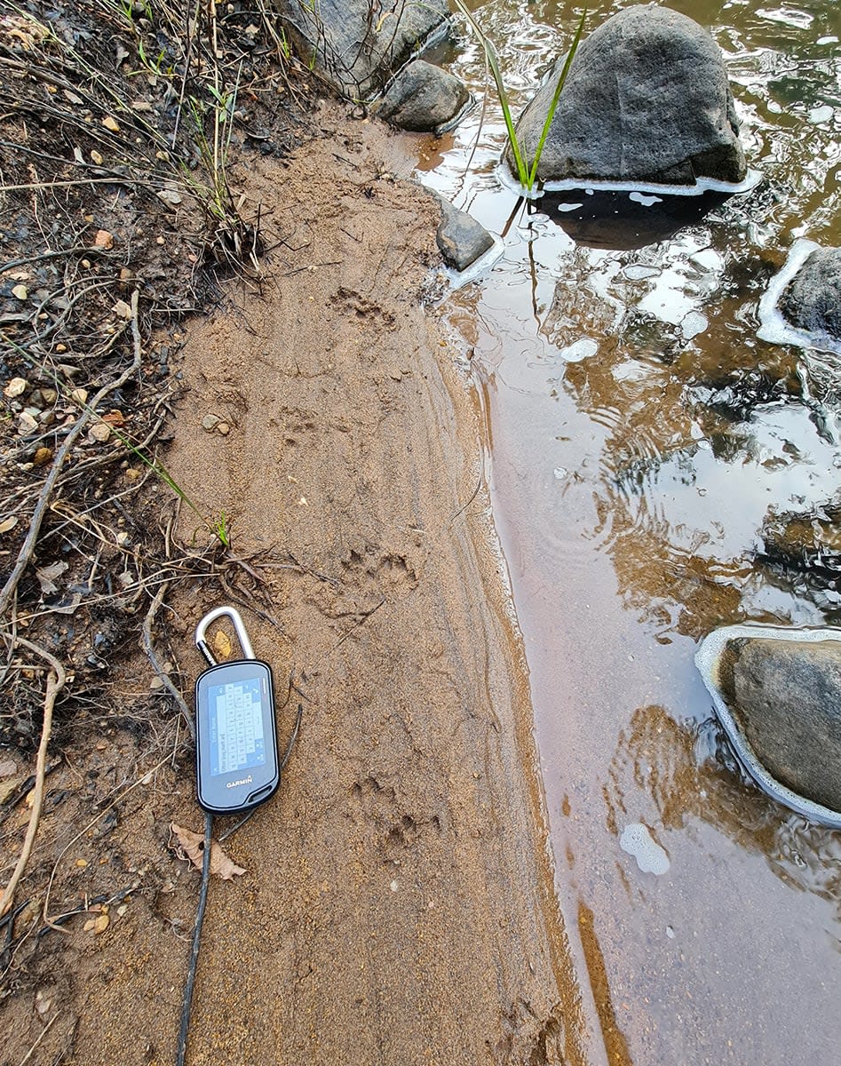 Otter footprints