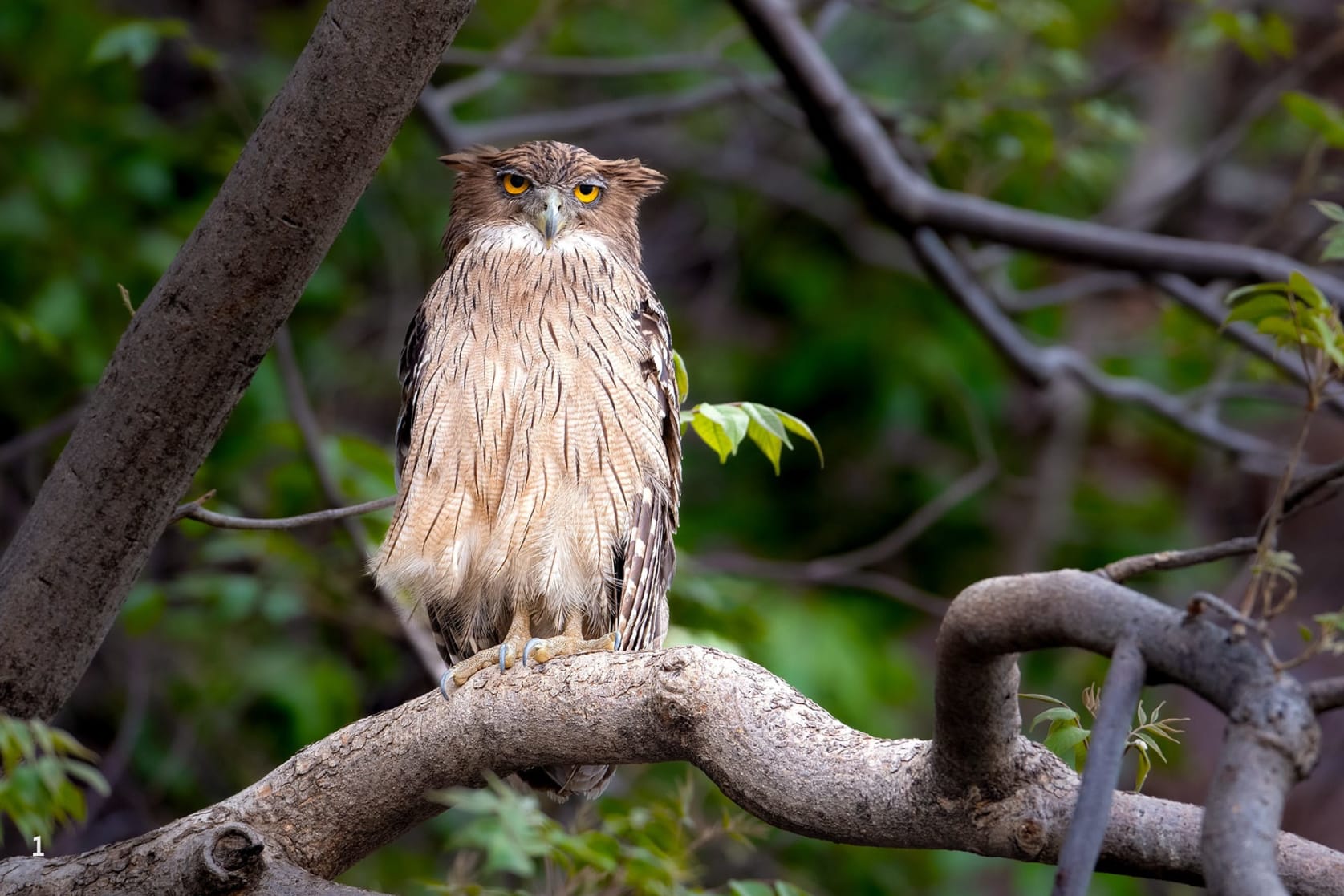 Brown fish owl