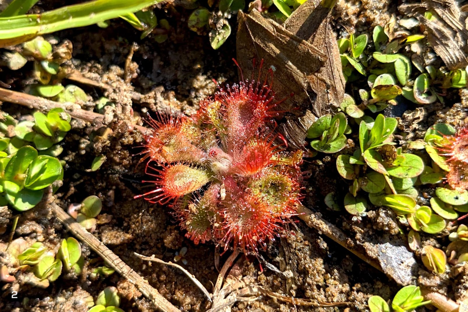 Sundew plant