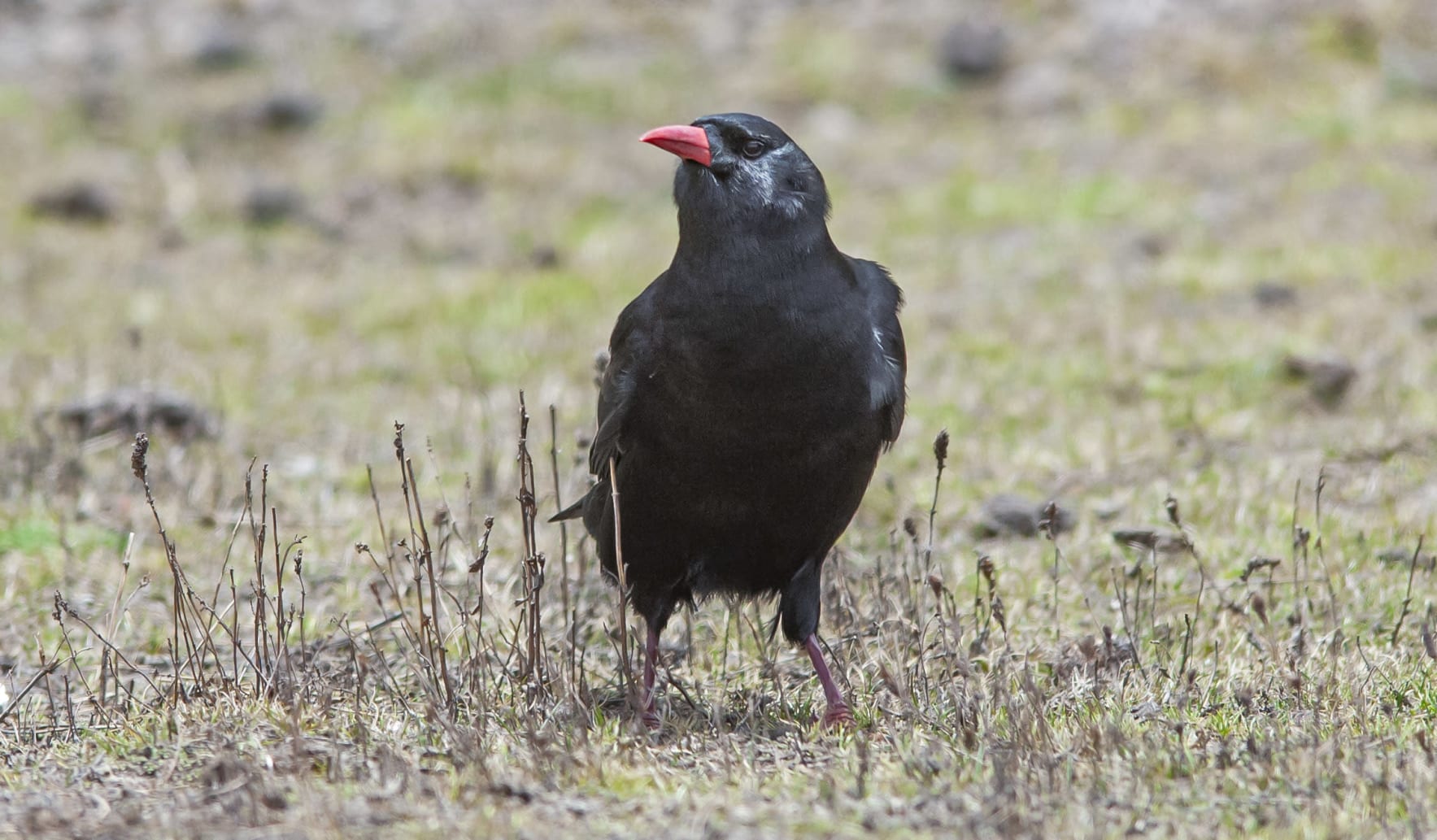Red-billed chough, who are close relatives of crows, frequent grassy pastures across Lahaul