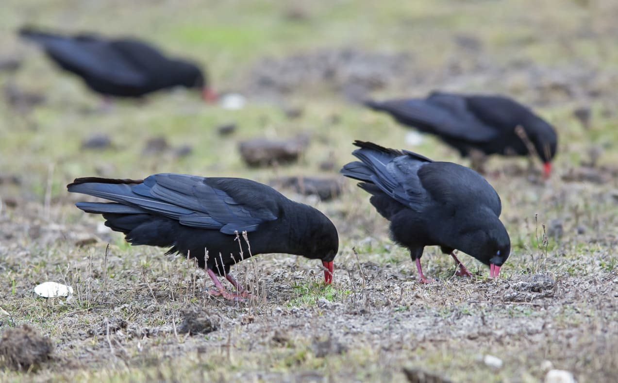Many red-billed chough foraging in an open pasture