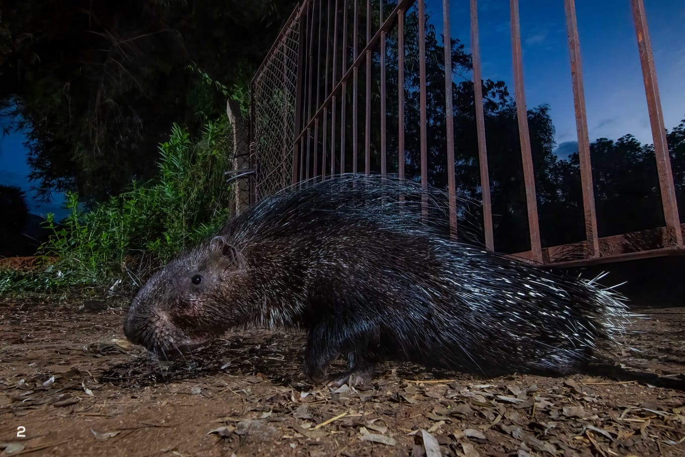 Camera trap image of a Indian crested porcupine in Seshachalam, Eastern Ghats