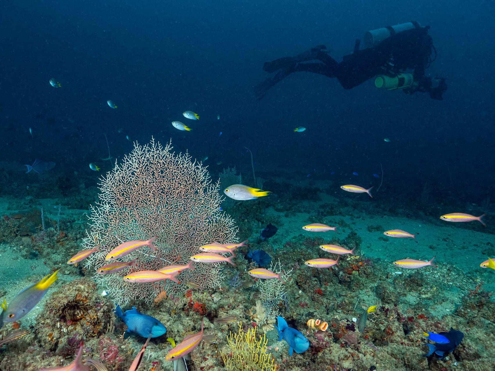 Underwater image of a diver and gorgonian sea fans in Kerala's reefs.