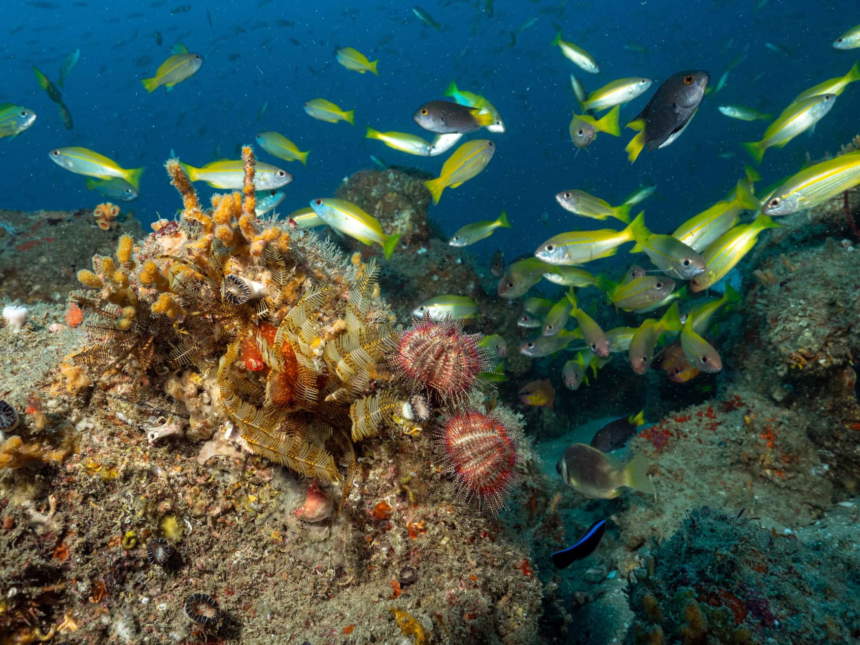 Underwater image of sea urchin, feather stars and fish in Kerala's reefs.
