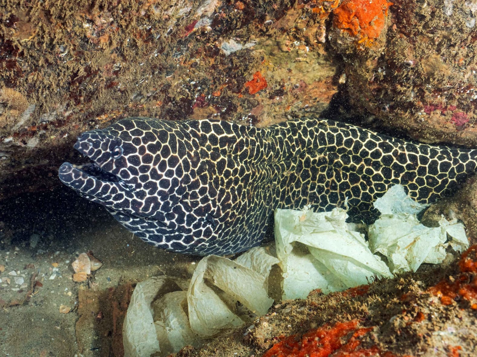 Underwater image of honeycomb moray eel in plastic waste and pollution in Kerala's reefs.