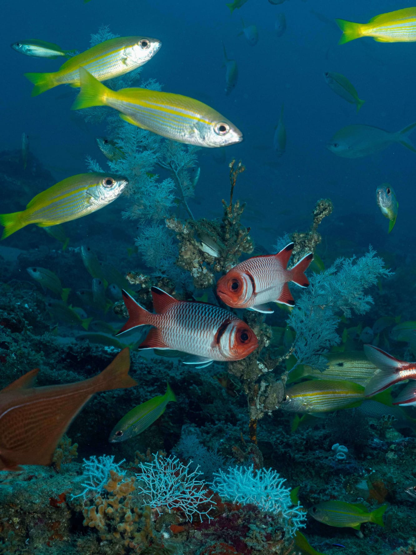 Underwater image of snappers and fish in Kerala's reefs.