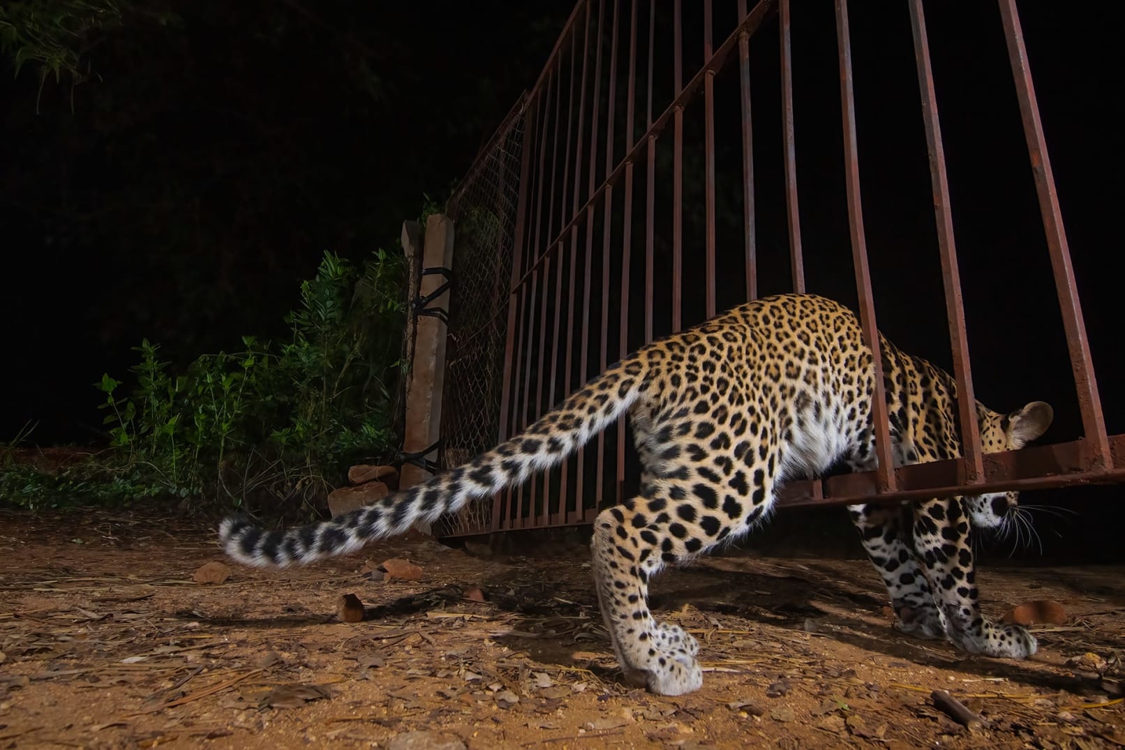 Camera trap image of a leopard in Seshachalam, Eastern Ghats