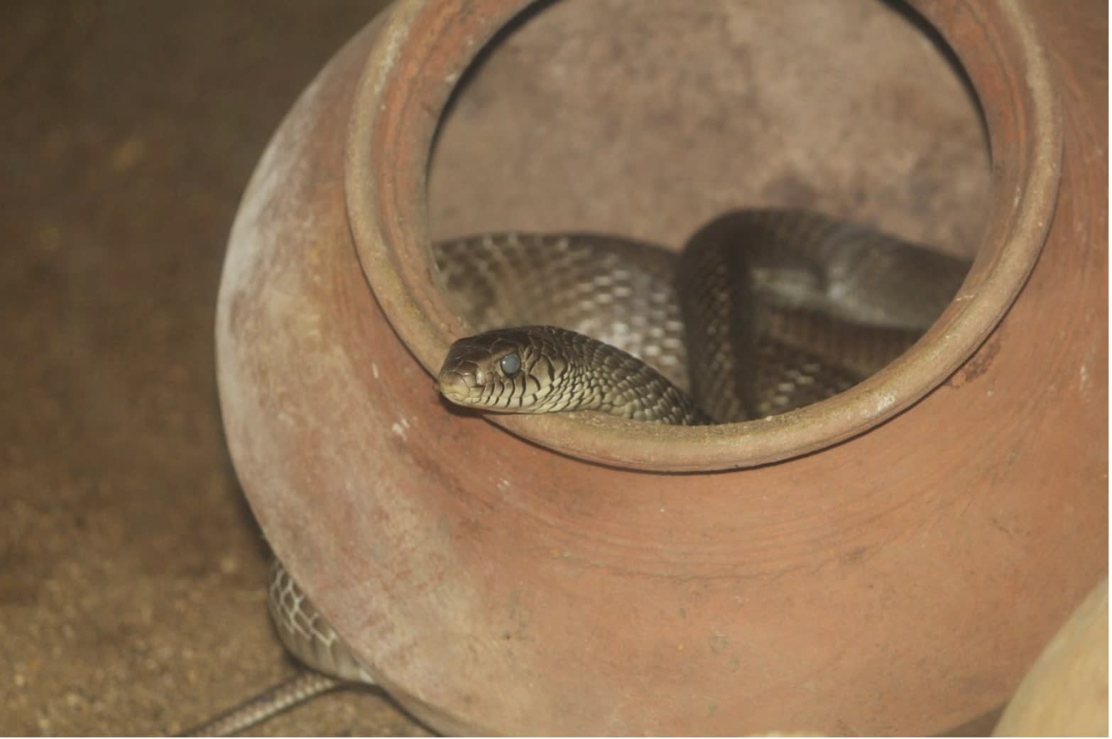 Rat snake in Guindy National Park
