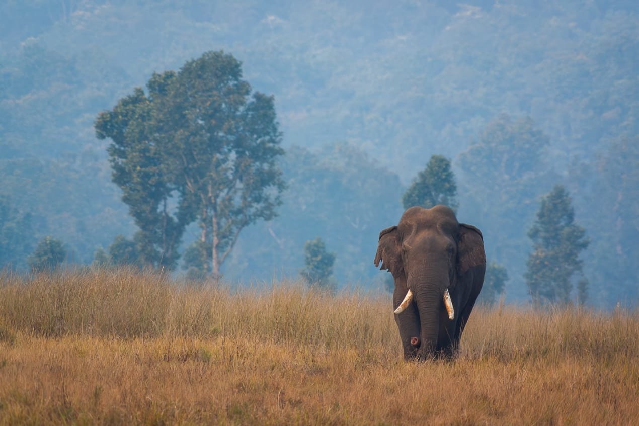 Elephants in the grasslands of Similipal. Elephants act as ecological engineers, trampling vegetation, dispersing seeds, and creating open patches that benefit other grazing species.