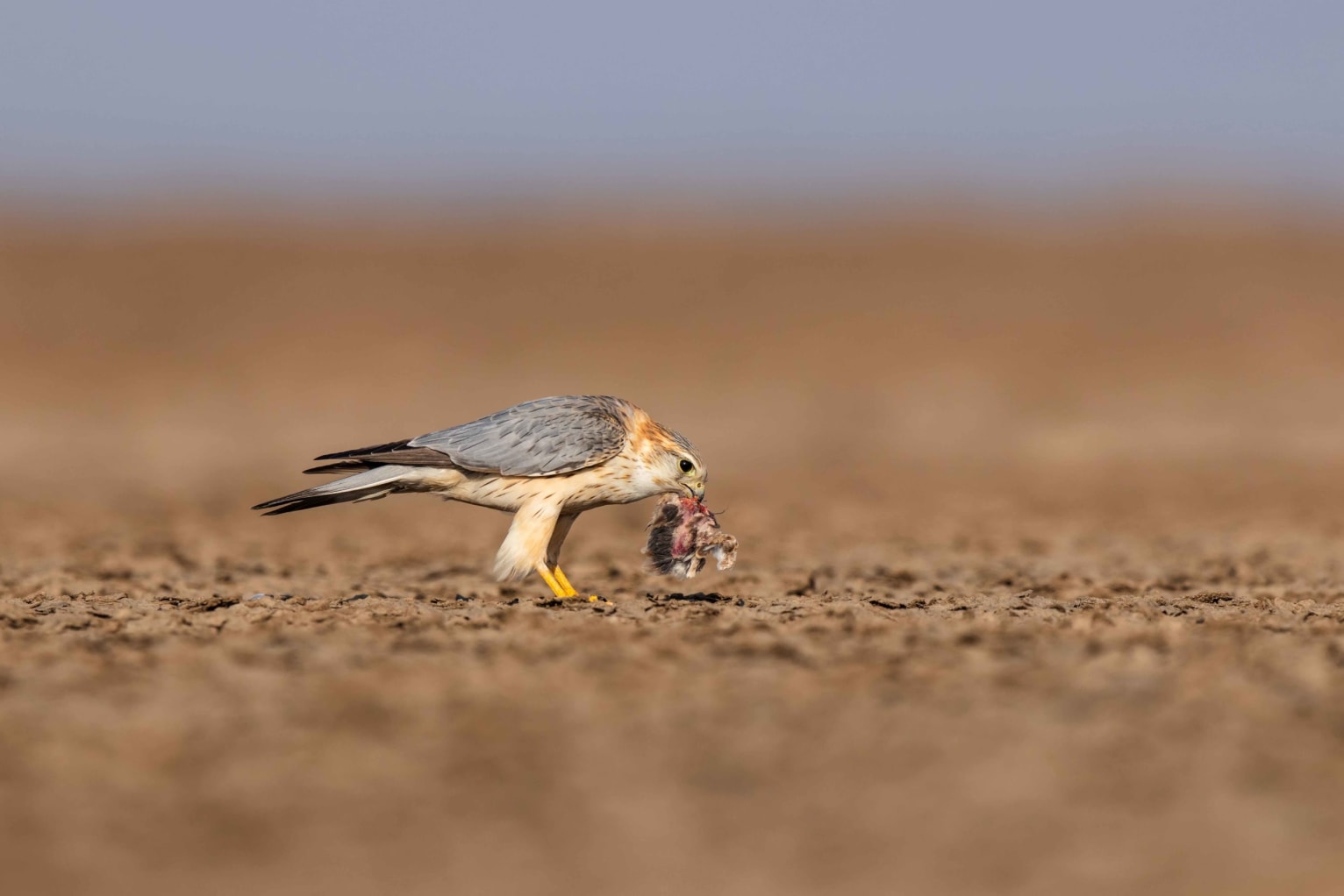 Merlin feeding on prey