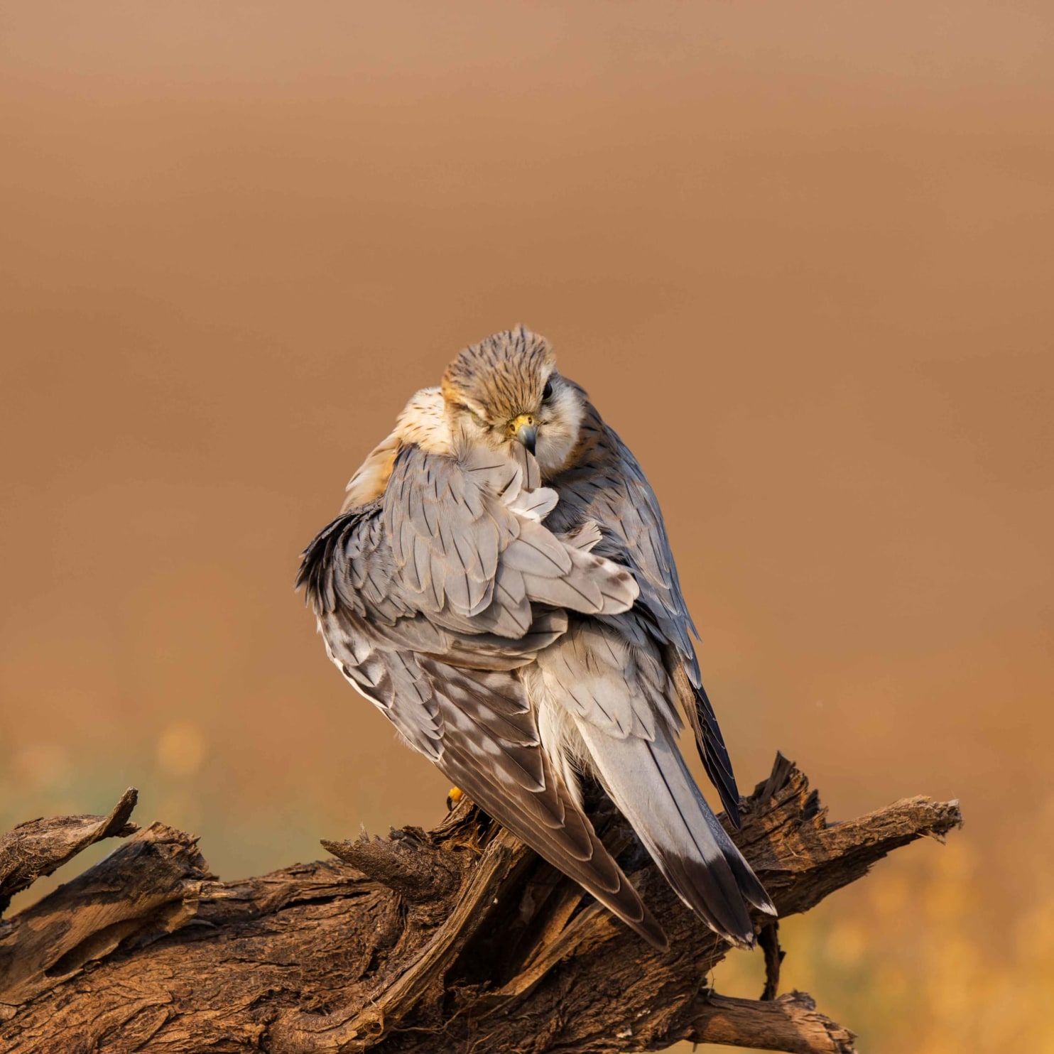 Merlin preening itself