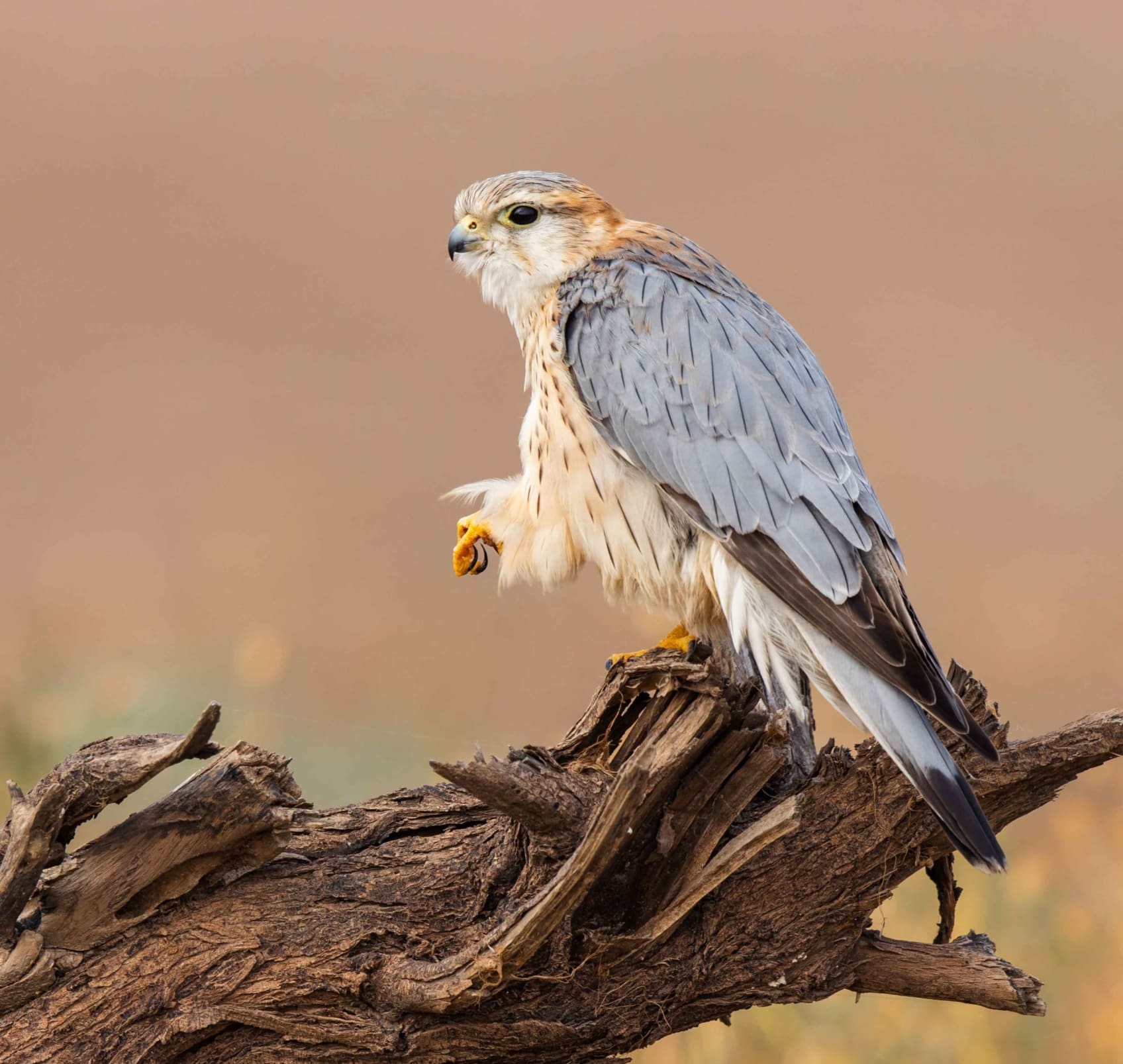 Merlin's distinctive plumage
