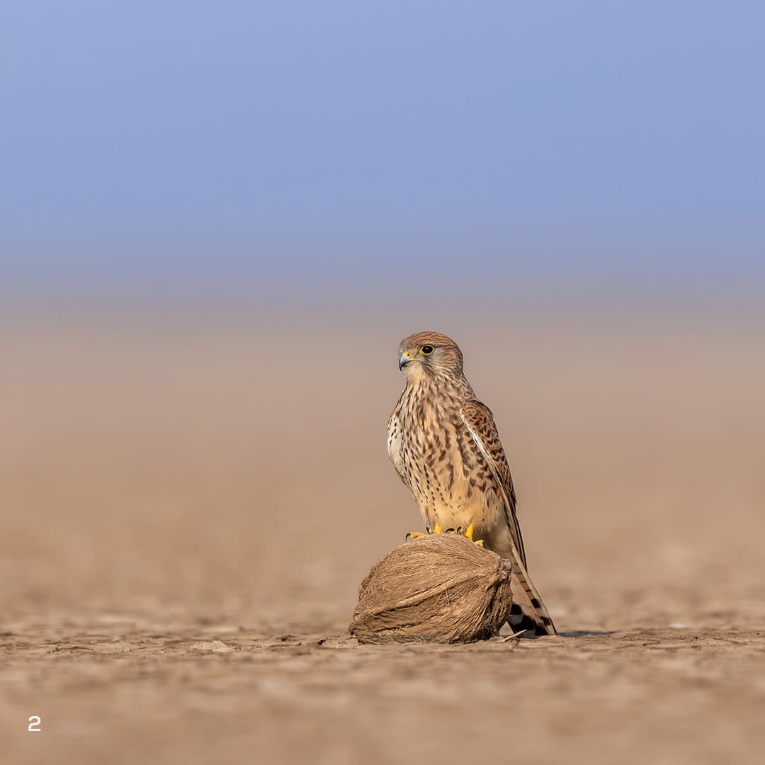 Common kestrel