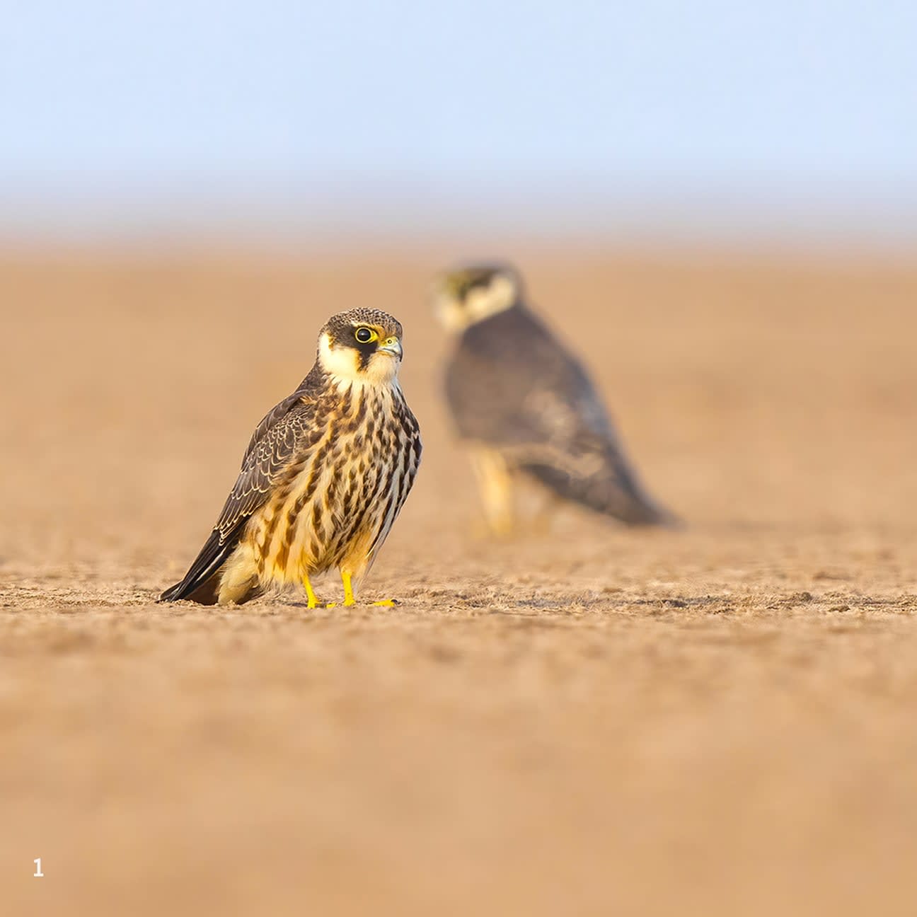 Eurasian hobby