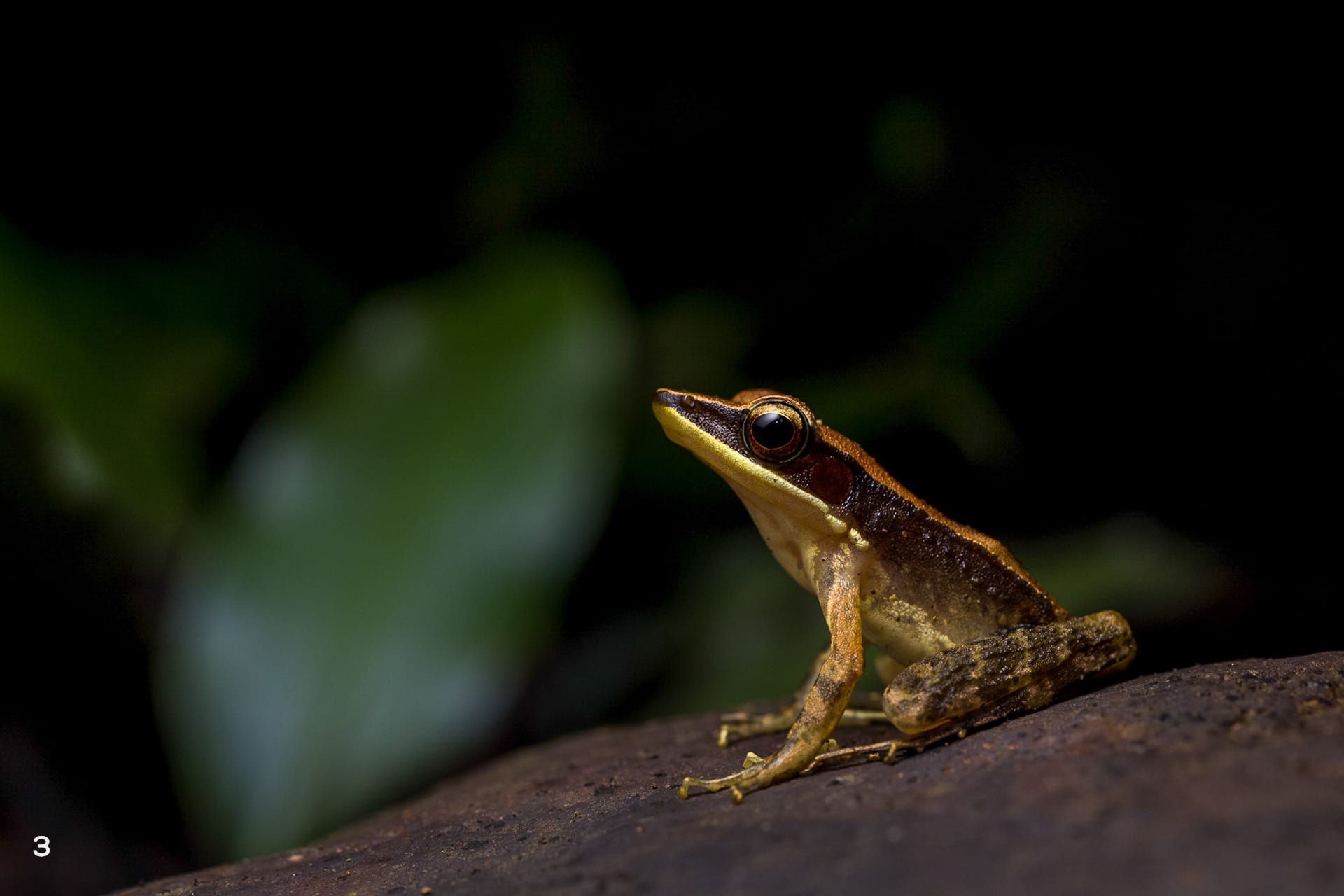 Indian golden backed frog