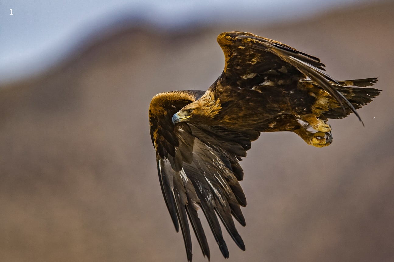 golden eagle