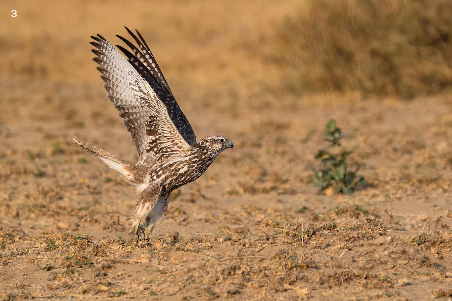 Saker falcon hunts by flying fast and low