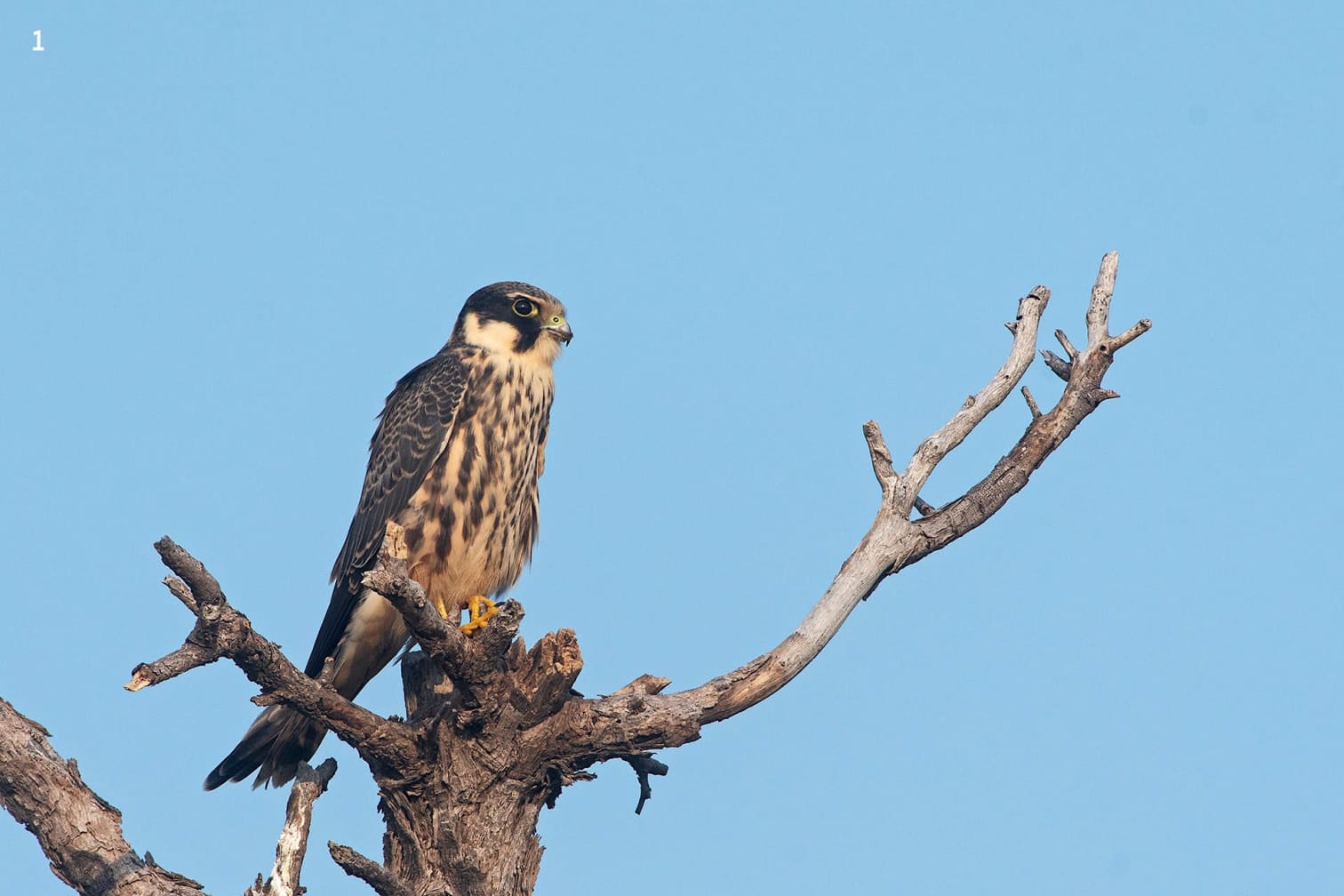 The Eurasian hobby, a widespread winter visitor to the Indian subcontinent