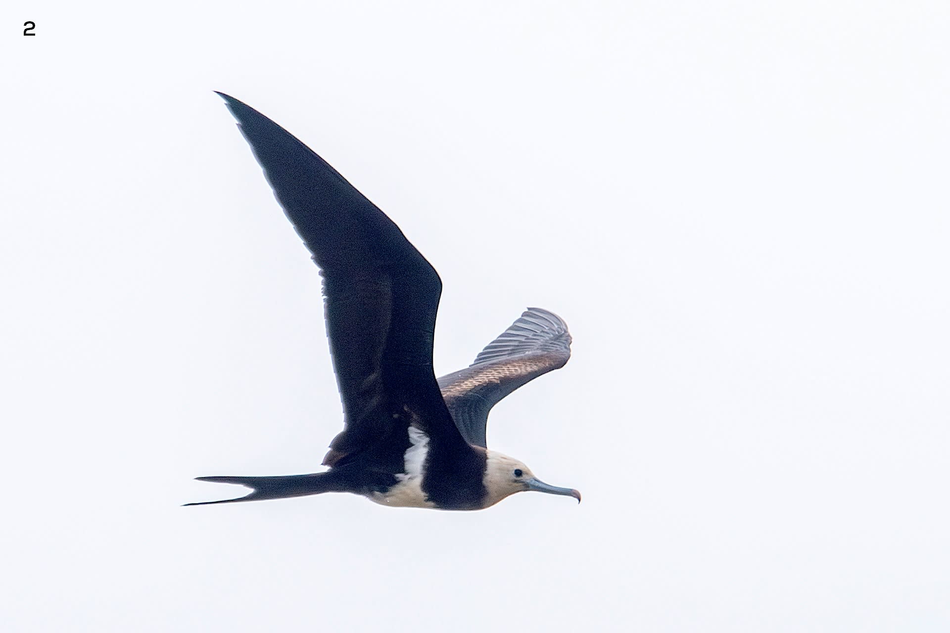 Lesser frigatebird is a seabird