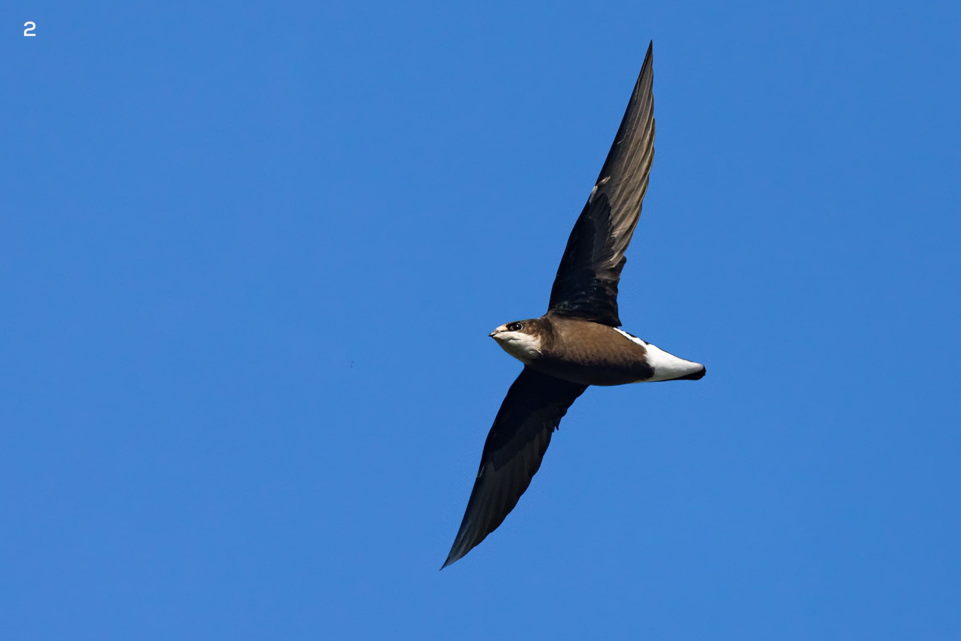The white-throated needletail is an excellent flier