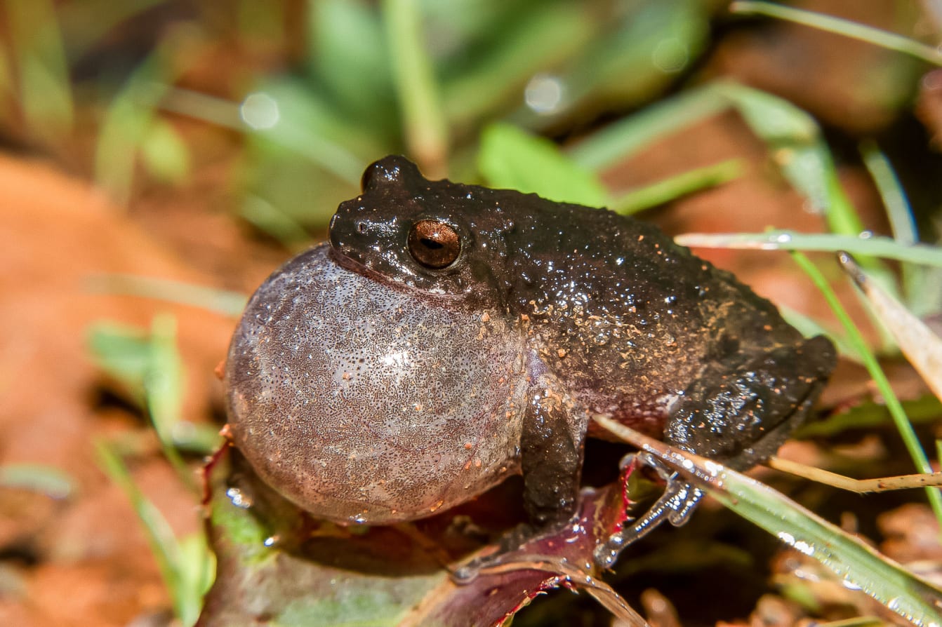 The male’s single vocal sac produces a range of high-pitched sounds that helps it attract females and announce territory to competing males.