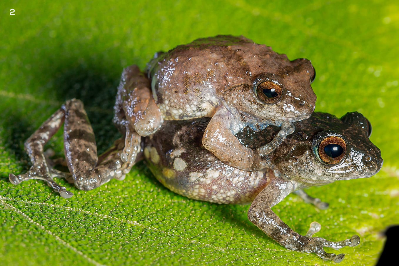 The female frog usually chooses to mate with the male that calls the loudest and most frequently.