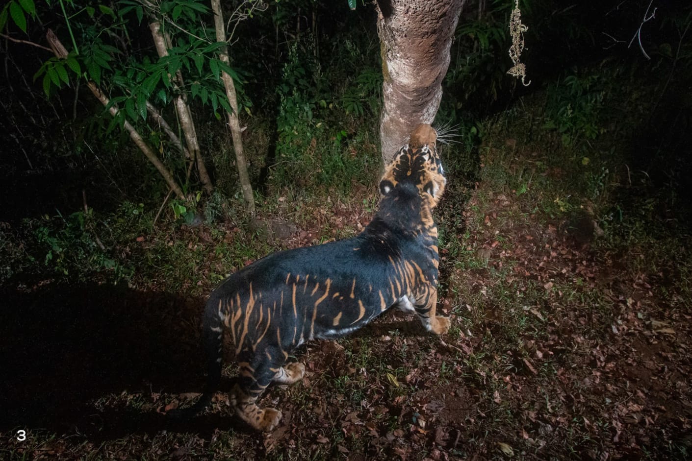 Tigers are particular about establishing territory and marking boundaries by rubbing on tree trunks
