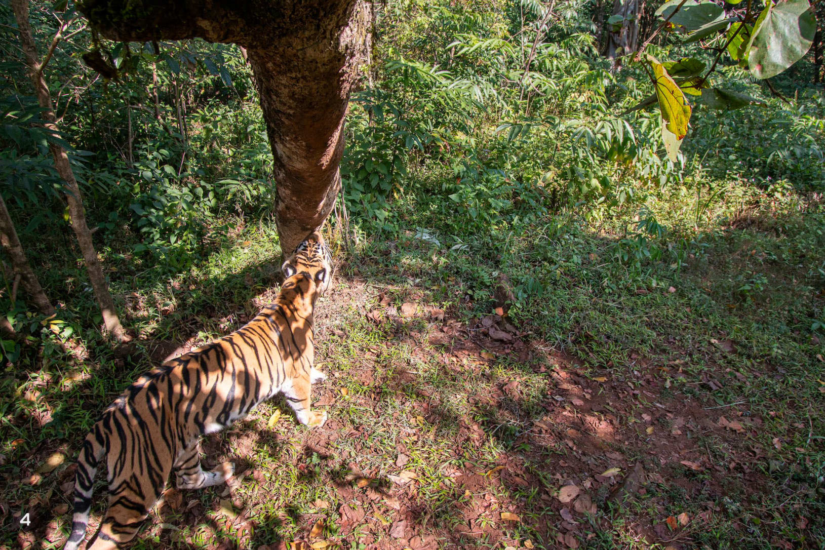 Tigers are particular about establishing territory and marking boundaries by rubbing on tree trunks