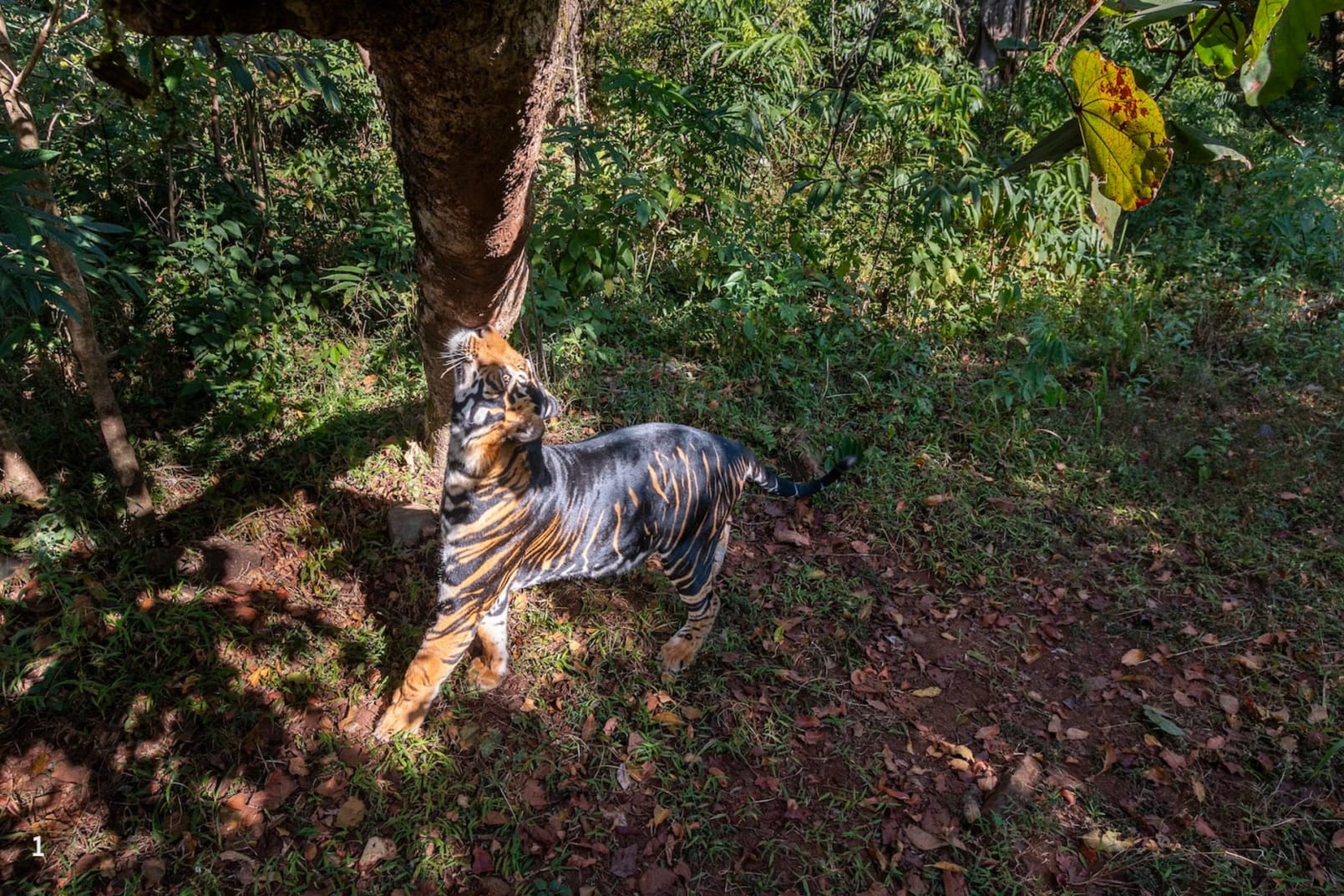 Tigers are particular about establishing territory and marking boundaries by rubbing on tree trunks