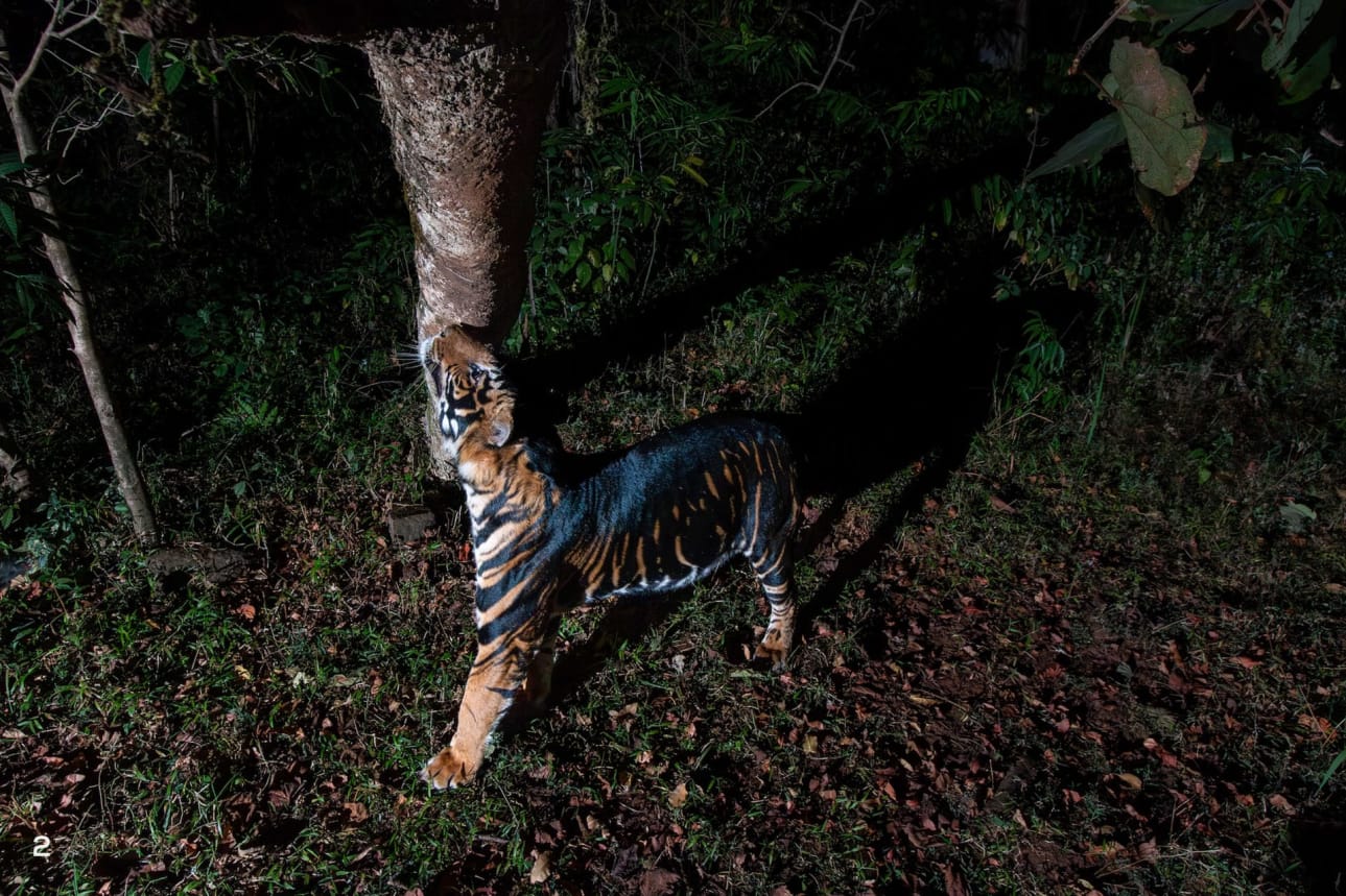 Tigers are particular about establishing territory and marking boundaries by rubbing on tree trunks