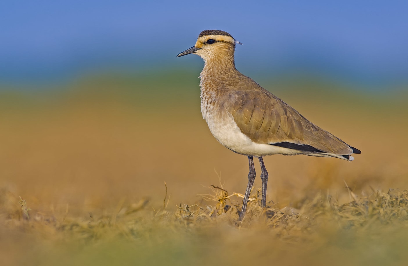 Despite their temporary nature, the water bodies in the Little Rann of Kutch are hotbeds of activity, inhabited by numerous species in proximity. In the image on top, a grey heron surveys the landscape, surrounded by godwits and flamingos. The region also hosts the yellow-wattled lapwing (above left) and the sociable lapwing (above right). 