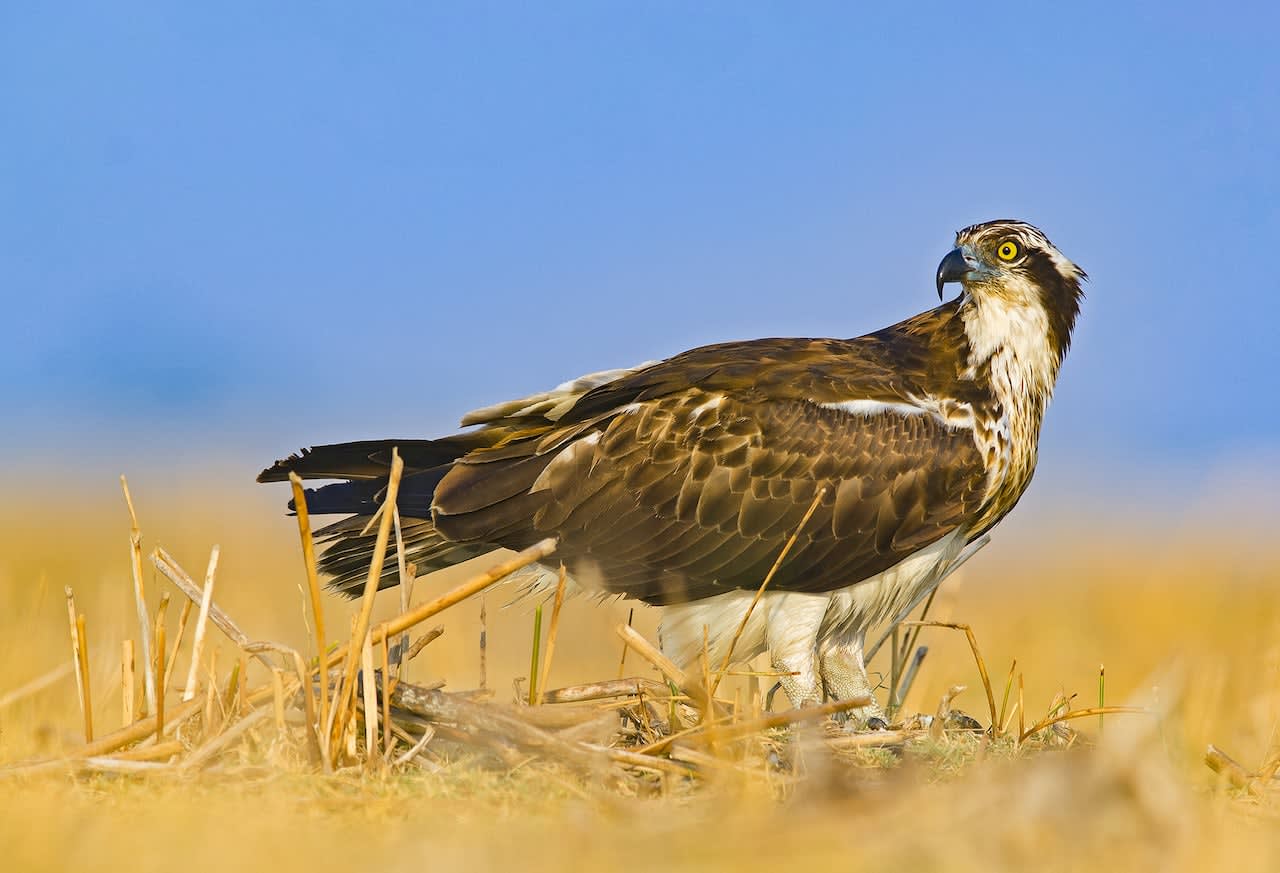 The impressive range of raptors in the Little Rann of Kutch includes the osprey (top left), red-headed merlin (top right), common kestrel (bottom left), and peregrine falcon (bottom right). Ospreys are largely fish-eating species, while kestrels, peregrine falcons, and merlins hunt small mammals and birds. 