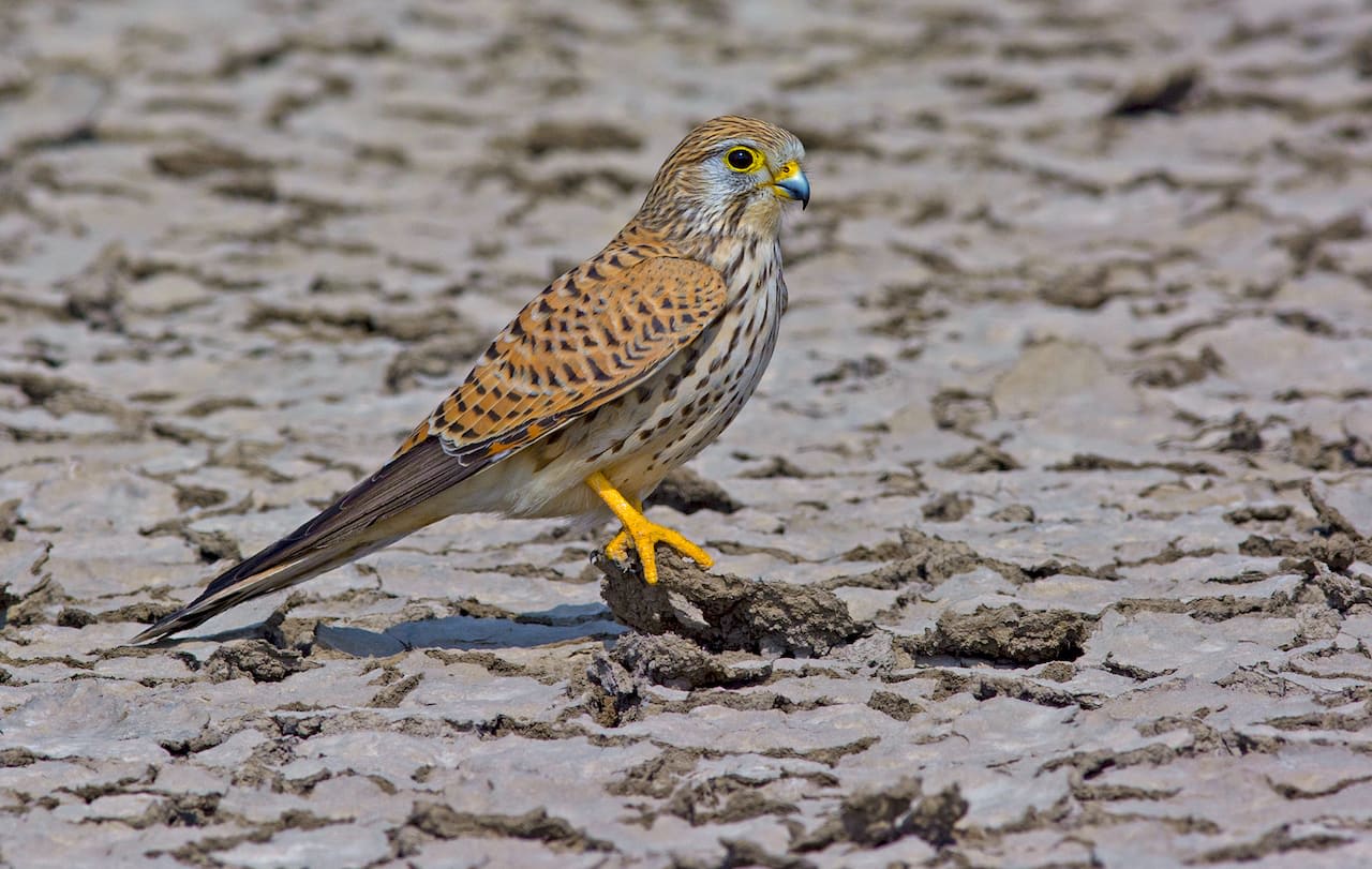 The impressive range of raptors in the Little Rann of Kutch includes the osprey (top left), red-headed merlin (top right), common kestrel (bottom left), and peregrine falcon (bottom right). Ospreys are largely fish-eating species, while kestrels, peregrine falcons, and merlins hunt small mammals and birds. 