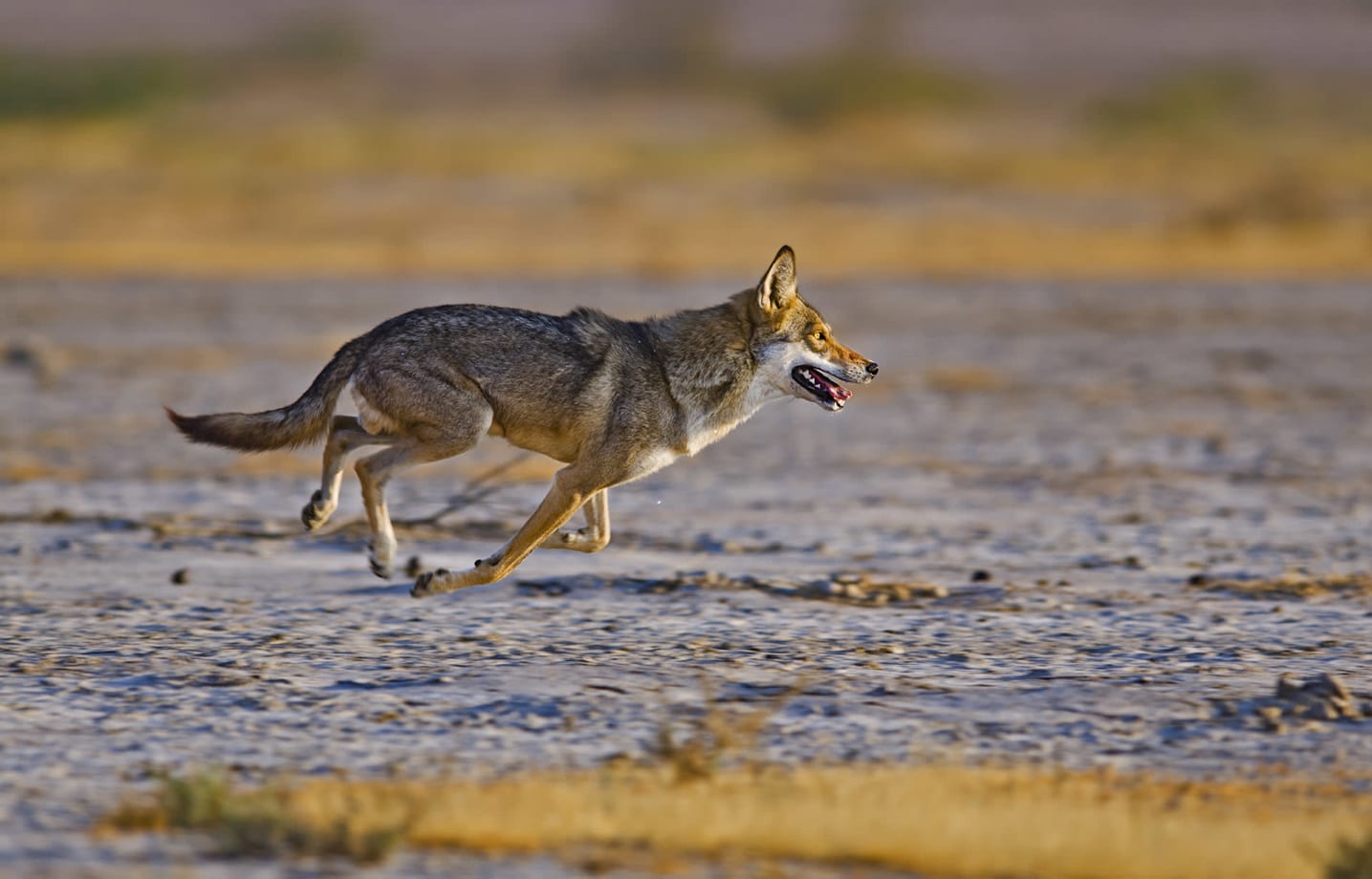 The jungle cat (top) and striped hyena (bottom left) are both formidable land carnivores in the Little Rann of Kutch. The jungle cat (Felis chaus) is considered largely solitary while hyenas (Hyaena hyaena) are more social in nature. The Indian Wolf (Canis lupus pallipes) (bottom right) is a pack animal that hunts over large range areas. Numbers of this fierce but endangered species are dwindling due to hunting and habitat destruction