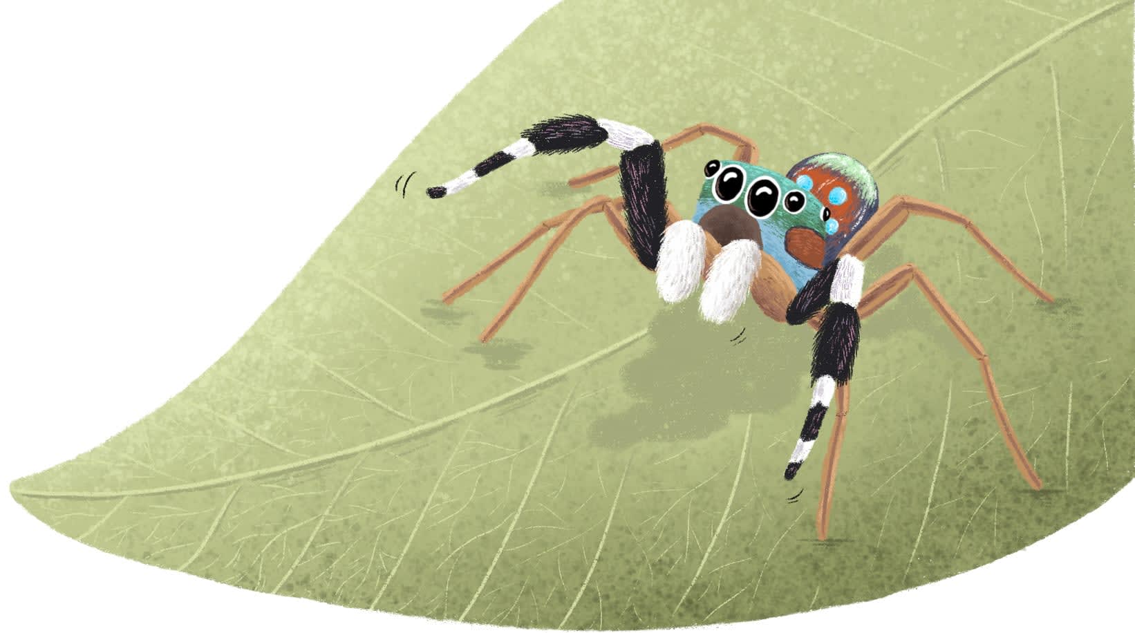 Siler niser is a species of jumping spider first described from the campus and named after it in 2023