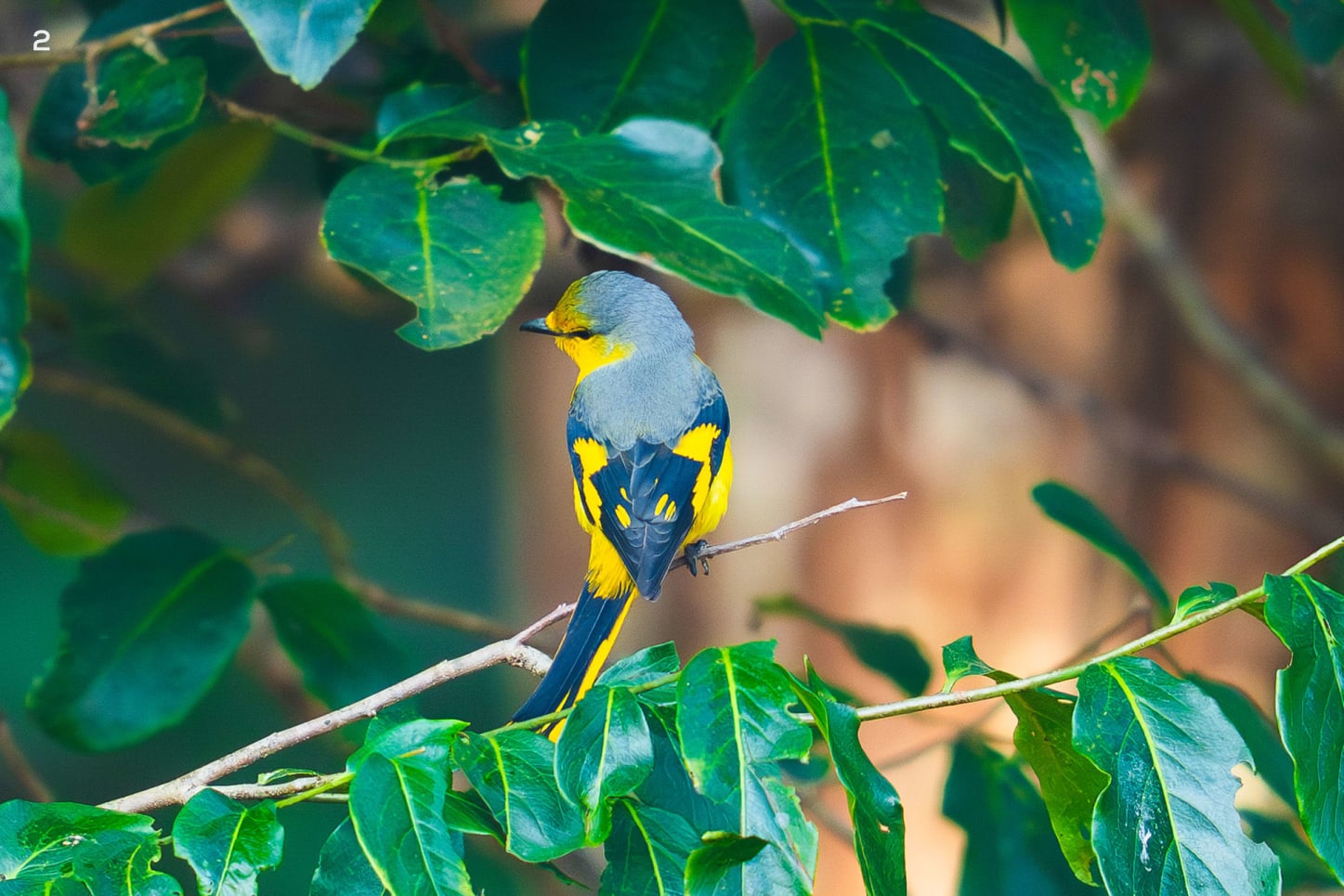 A female scarlet minivet in Similipal Tiger Reserve, Odisha