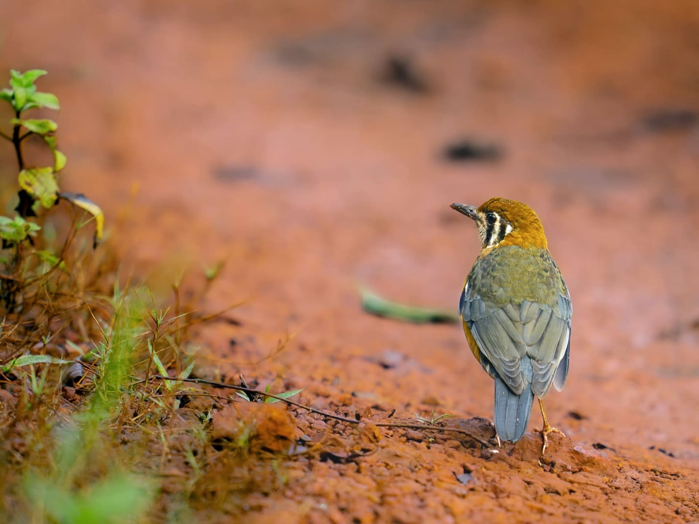 An orange-headed thrush in Similipal Tiger Reserve, Odisha