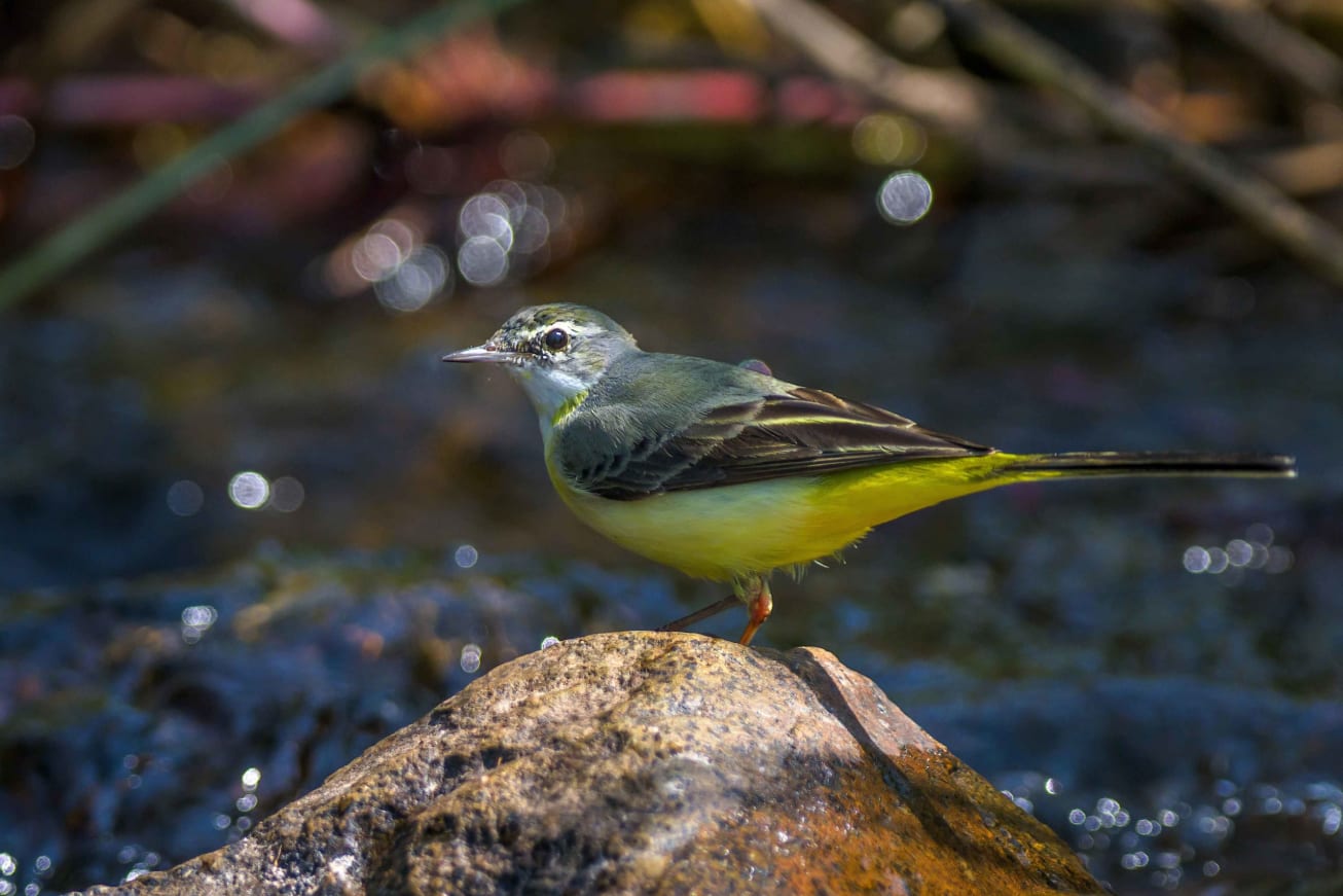 A grey wagtail in Similipal Tiger Reserve, Odisha