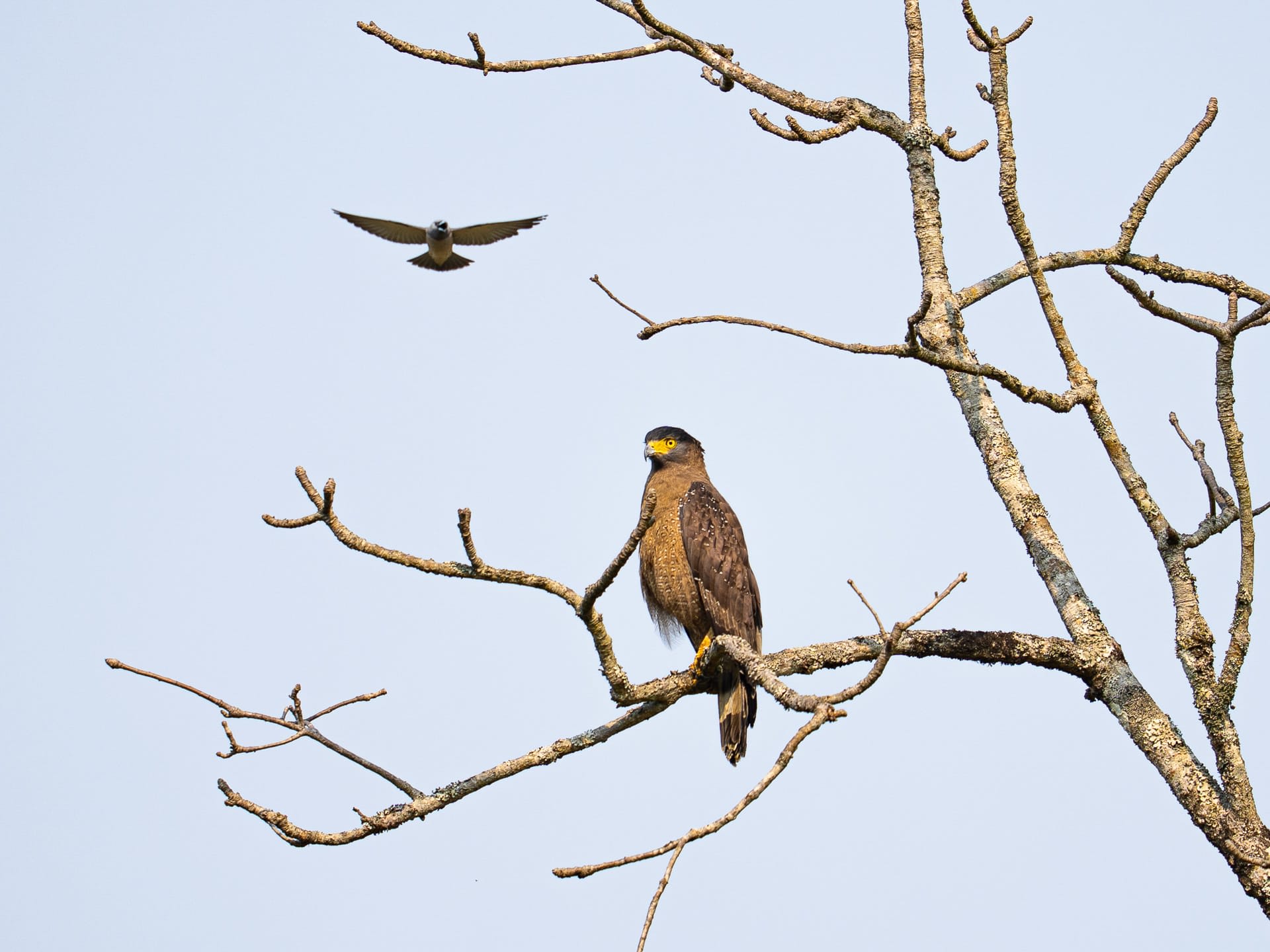 A crested serpent eagle in Similipal Tiger Reserve, Odisha