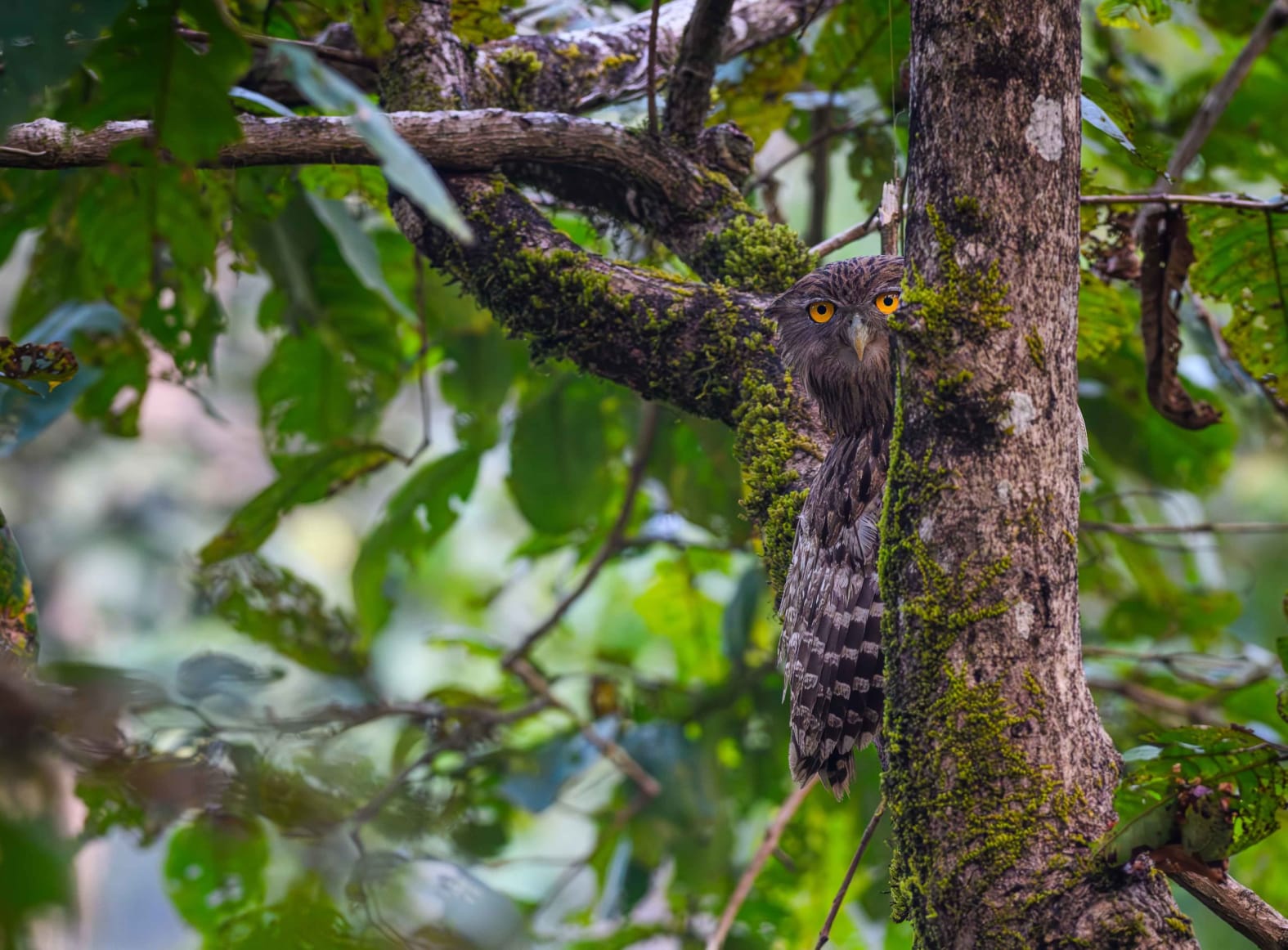 A brown fish owl in Similipal Tiger Reserve, Odisha