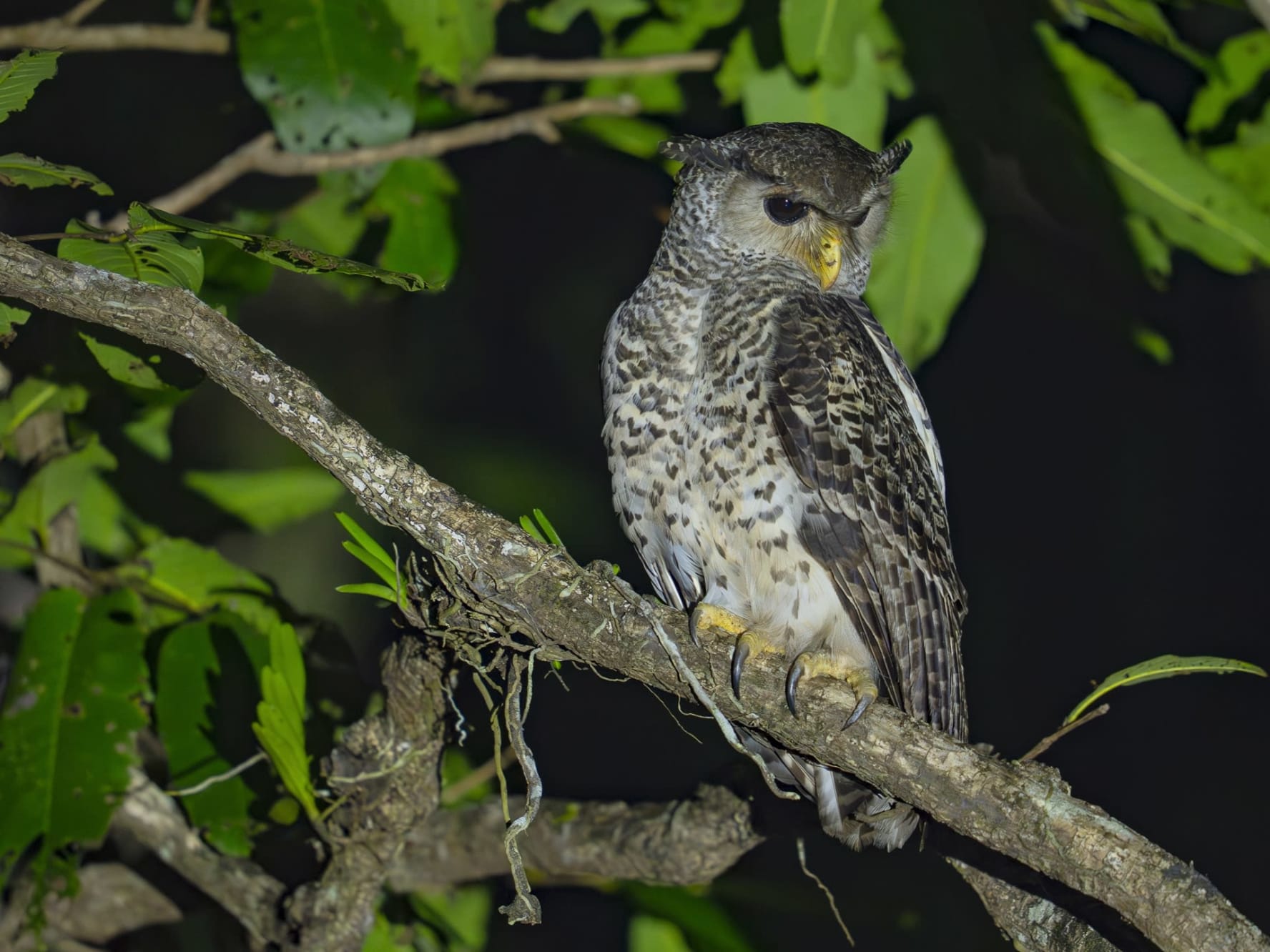 A spot-bellied eagle in Similipal Tiger Reserve, Odisha