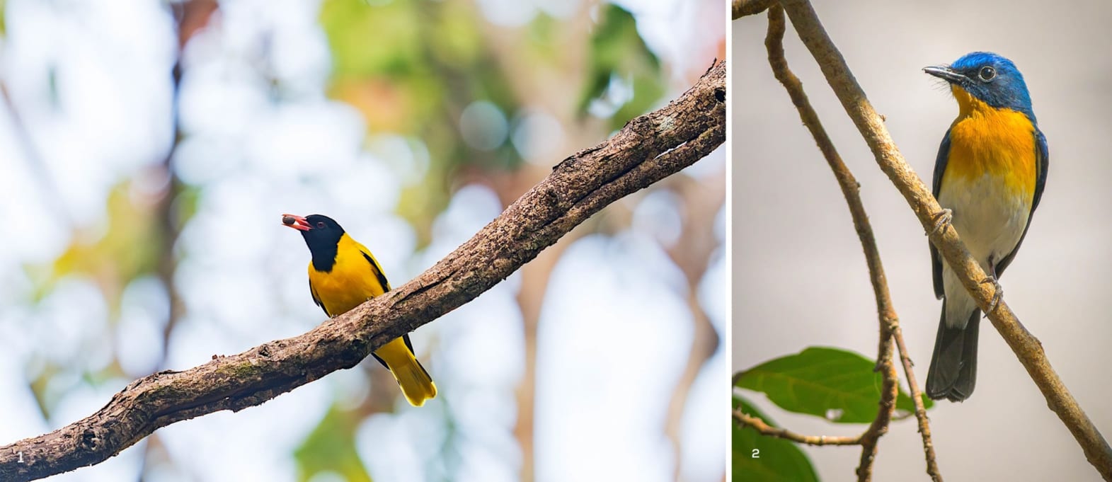 A black-hooded oriole and Tickell's flycatcher in Similipal Tiger Reserve, Odisha