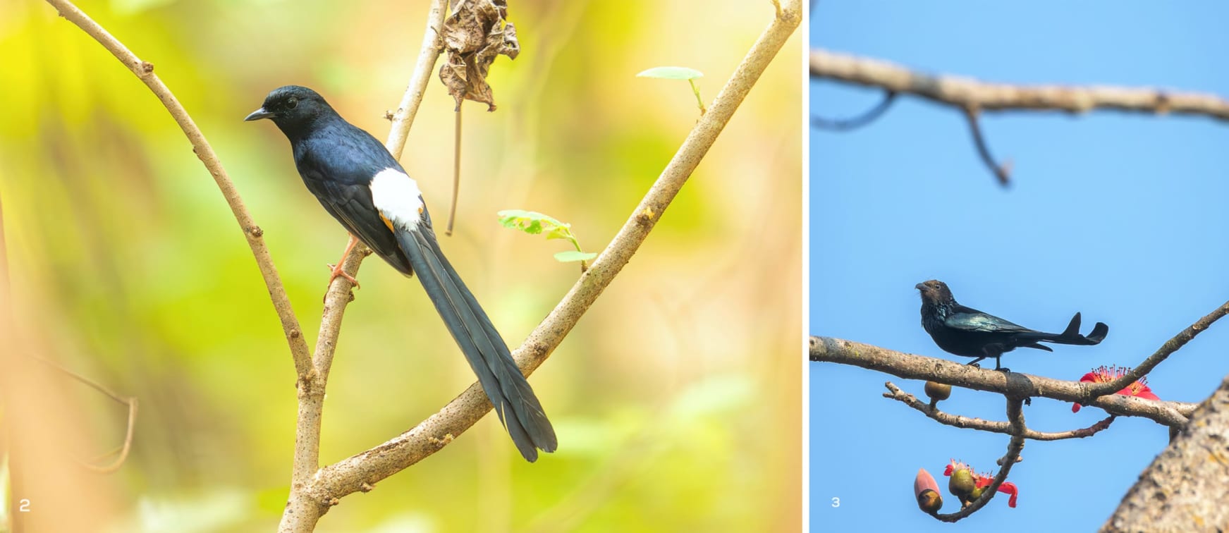 A white-romped Shama and spangled drongo in Similipal Tiger Reserve, Odisha