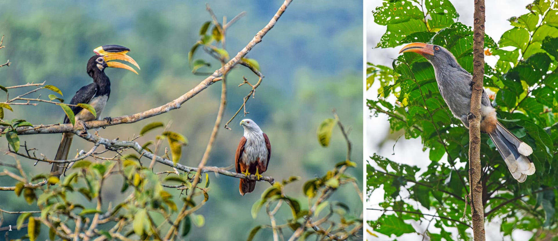 A Malabar pied hornbill, Brahminy kite and grey hornbill in Athirappilly, Kerala