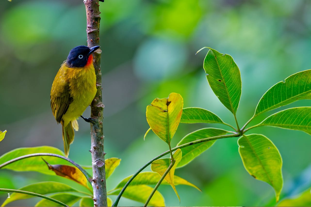 A flame-throated bulbul in Athirappilly, Kerala