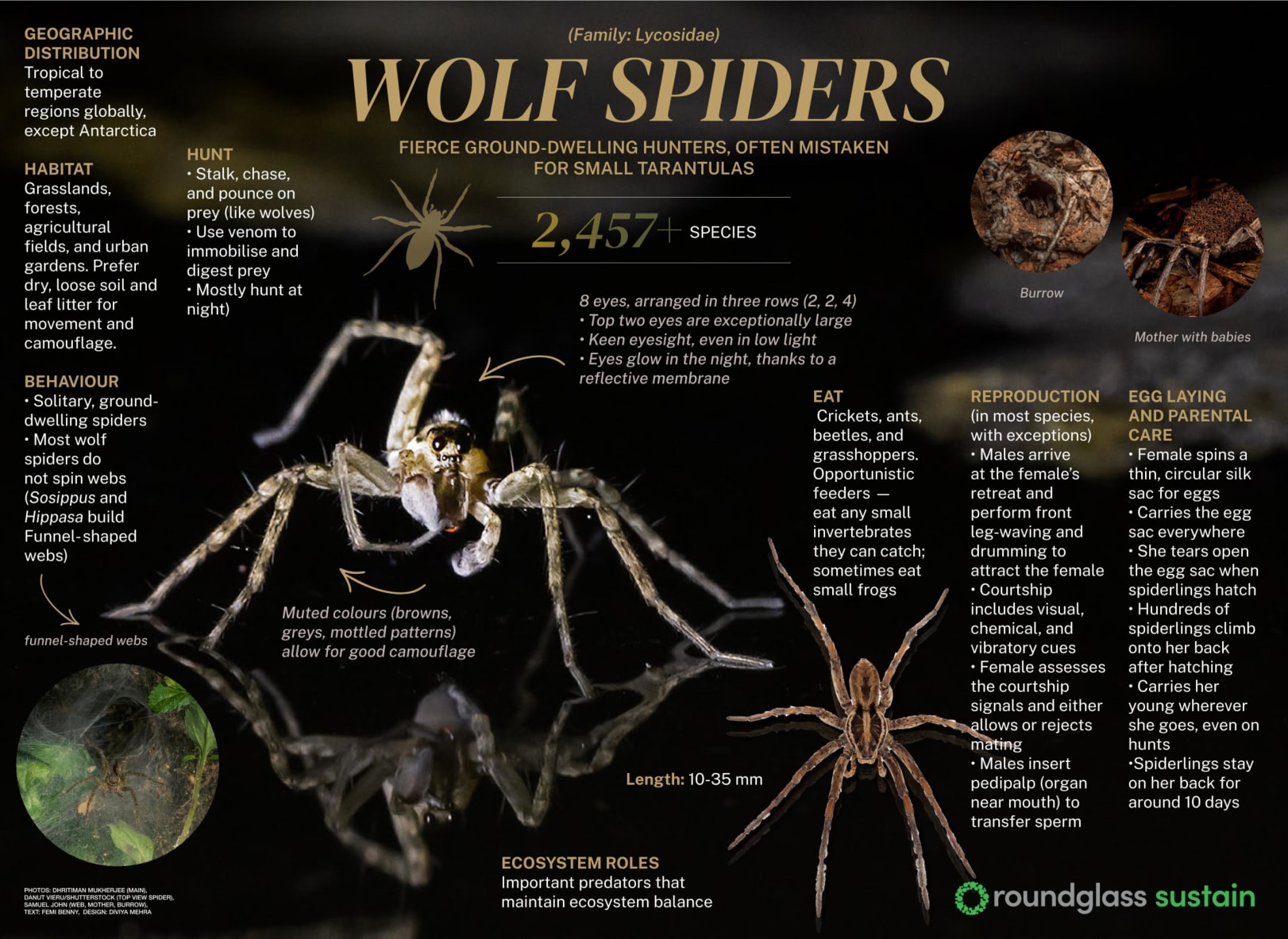 Infographic on wolf spiders 
