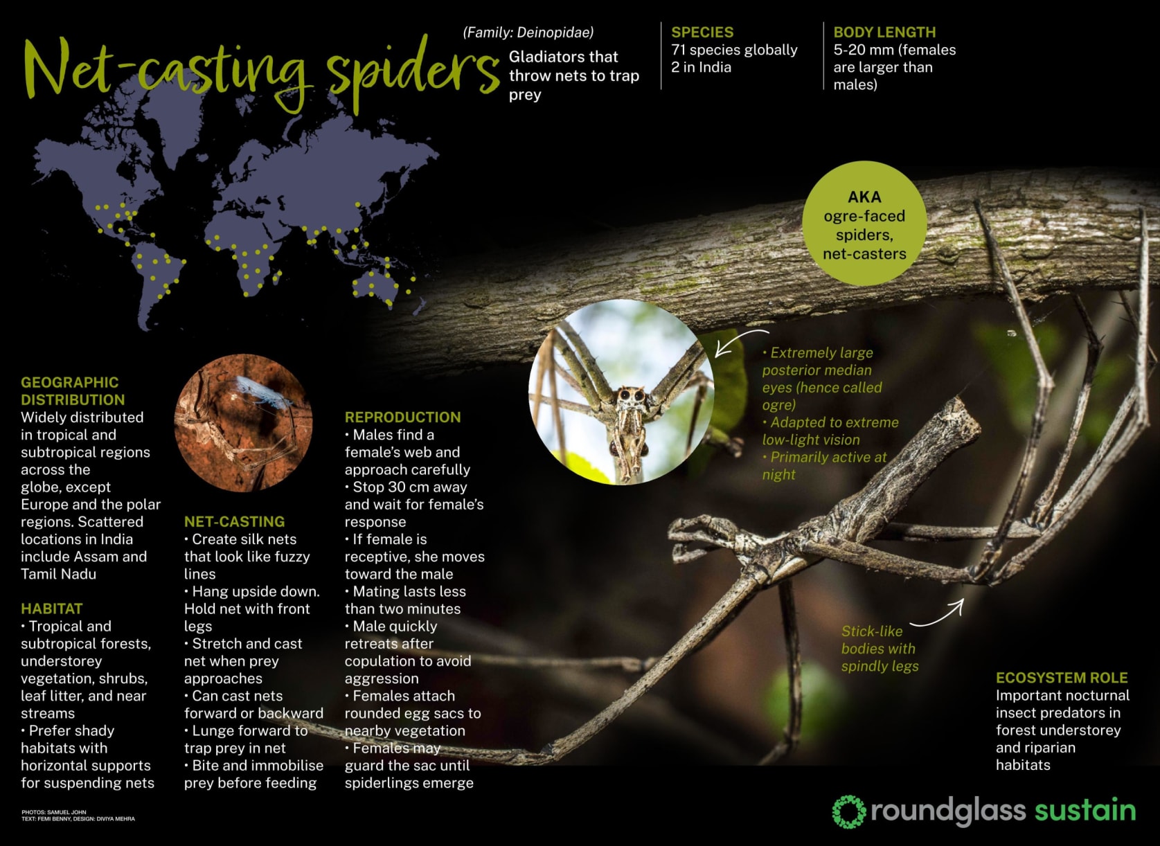 An infographic on net-casting spiders, also known as ogre-faced spiders, gladiators that throw nets to trap prey