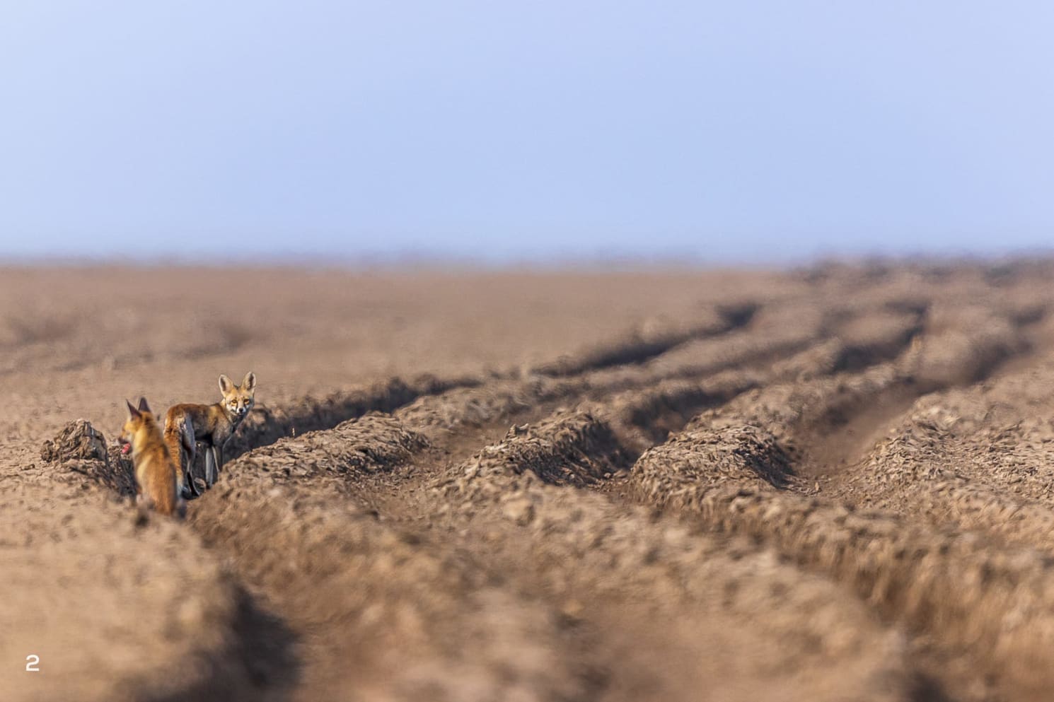 A desert fox moves through tractor tracks that fragment its terrain.